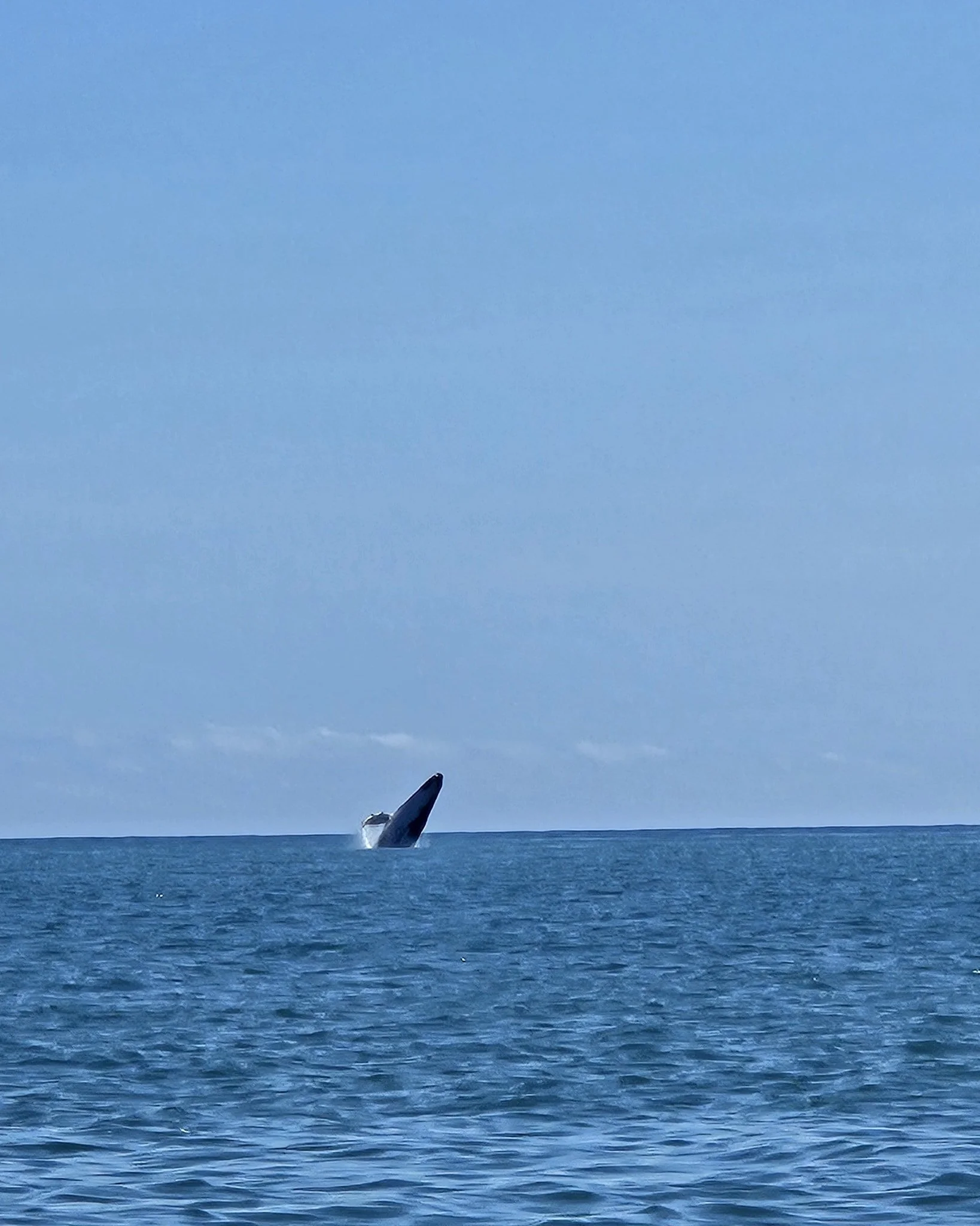 Fantastic morning watching Humpback whales around Magnetic Island just outside of Horseshoe Bay. 
Many pods breaching and enjoying themselves. It's a great time to book in a fishing charter/whale watching charter. #magneticislandfishingcharters #fish
