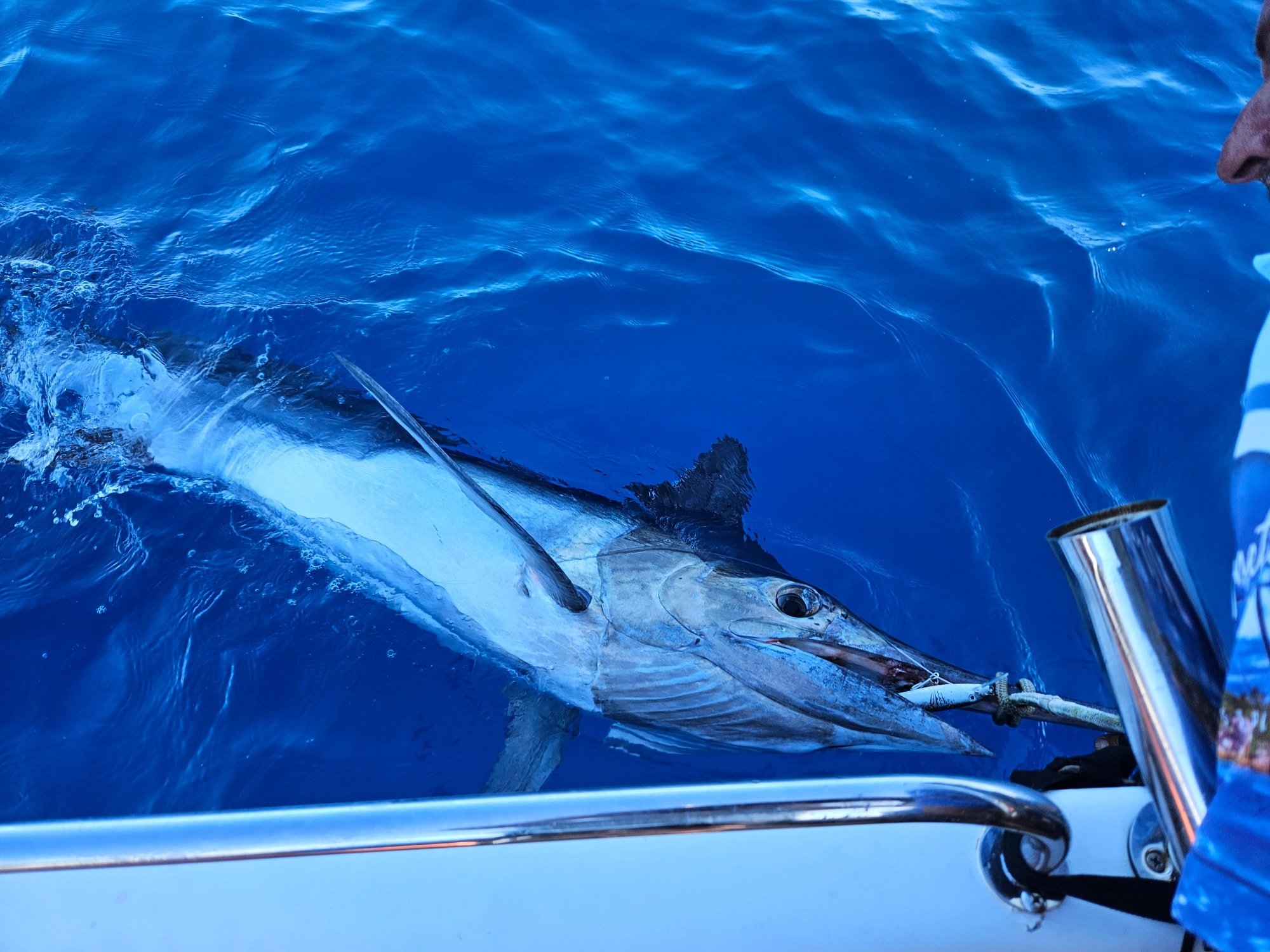 Just a big shout out to Halco Tackle with my special order of Halco 190DD Great White lures. You can see the Halco Great White lure in the marlins mouth. This Marlin was released successfully after a good swim beside the boat. 
We have caught many pe