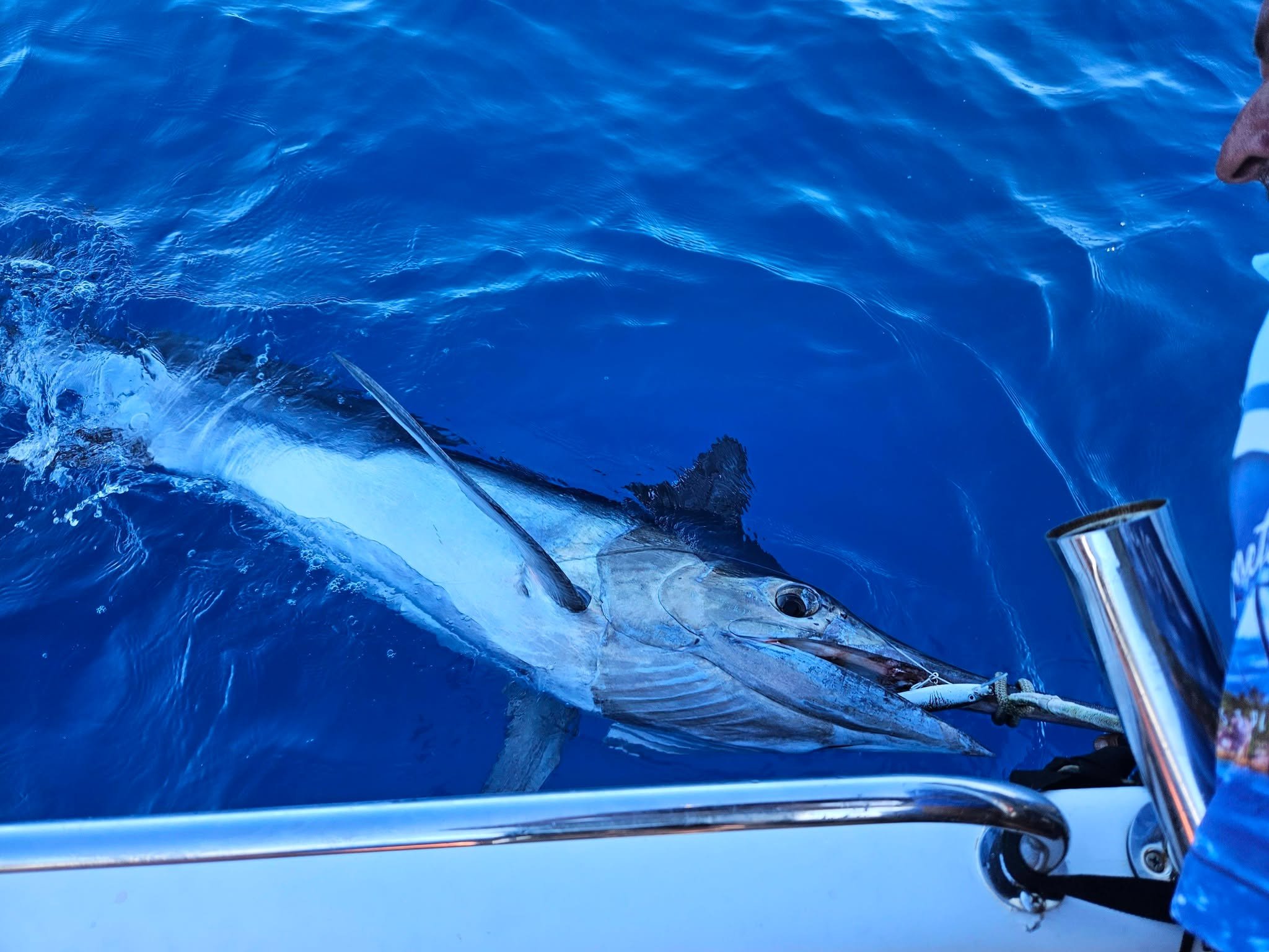 Big Black Marlin Battle 1.55hrs on the rod caught offshore from Magnetic Island. Absolutely stocked! Come in at 3.1m long and under IGFA specifications size is estimated weight at 250kg. This Big Black Marlin was released successfully to fight anothe