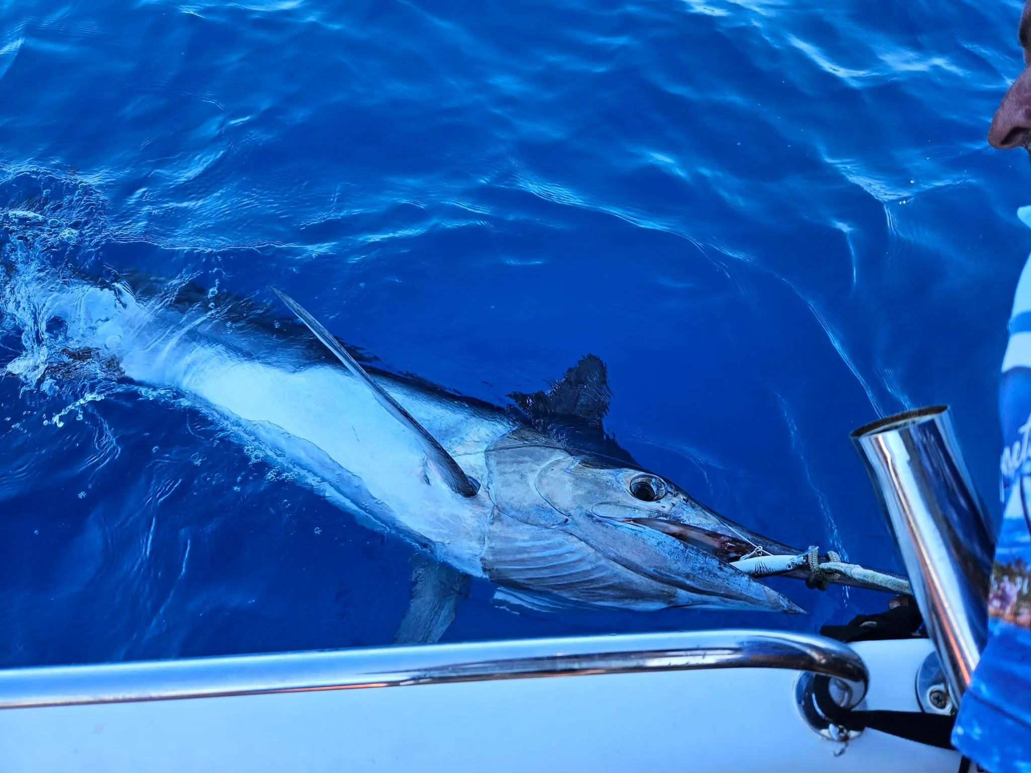 Big Black Marlin Battle 1.55hrs on the rod caught offshore from Magnetic Island. Absolutely stocked! Come in at 3.1m long and under IGFA specifications size is estimated weight at 250kg. This Big Black Marlin was released successfully to fight anothe