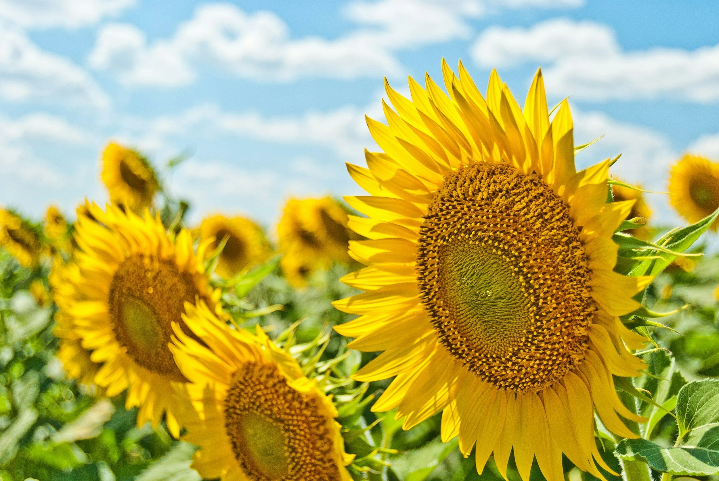 Summer: A Chinese Medicine perspective
