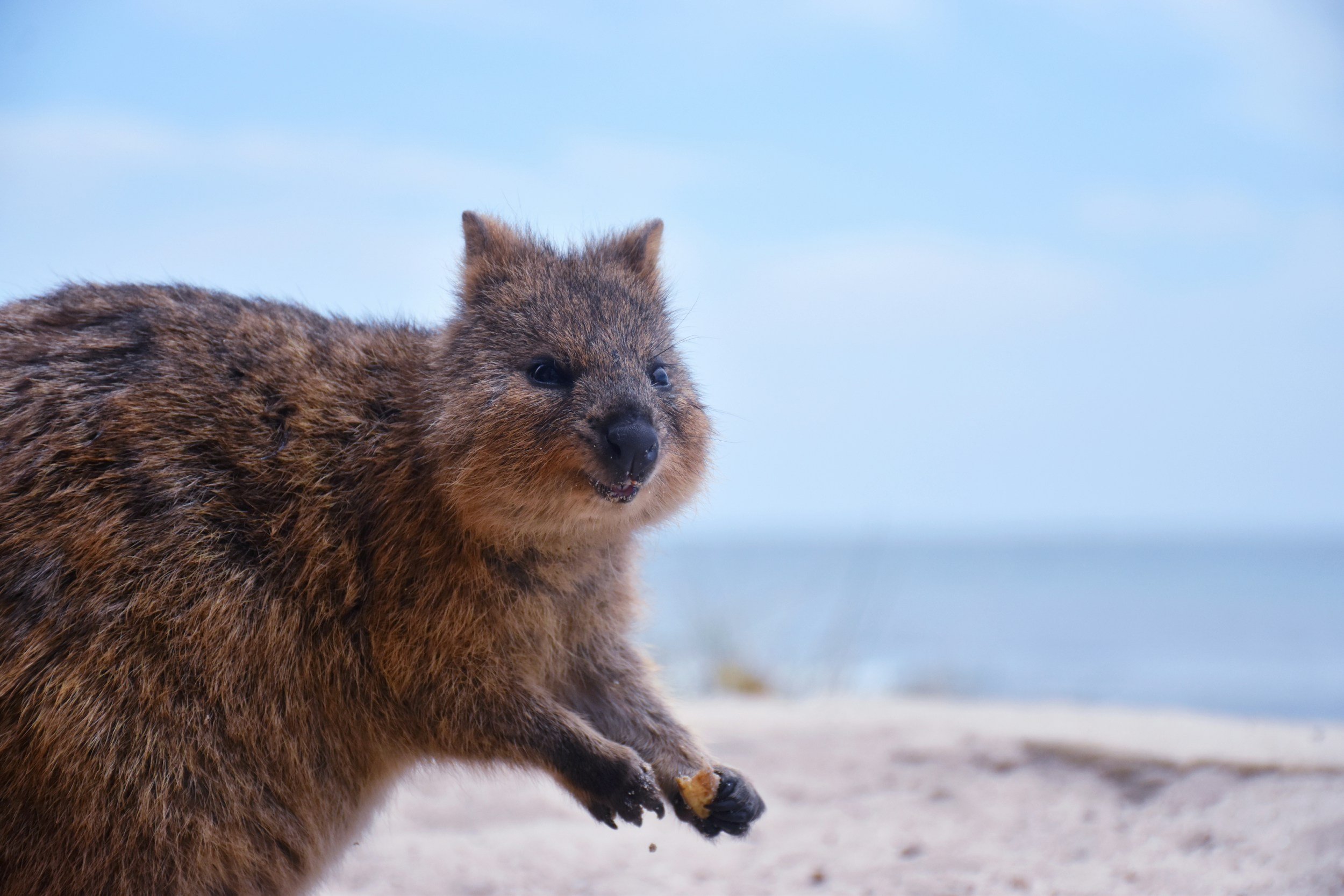 Quand visiter Perth et Rottnest Island