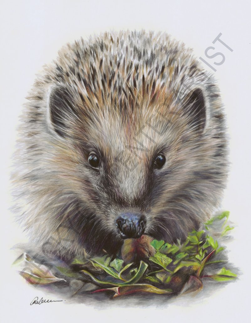 Hedgehog (Ready for WESBITE).jpg