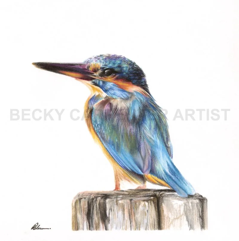 Kingfisher (watermarked).jpg