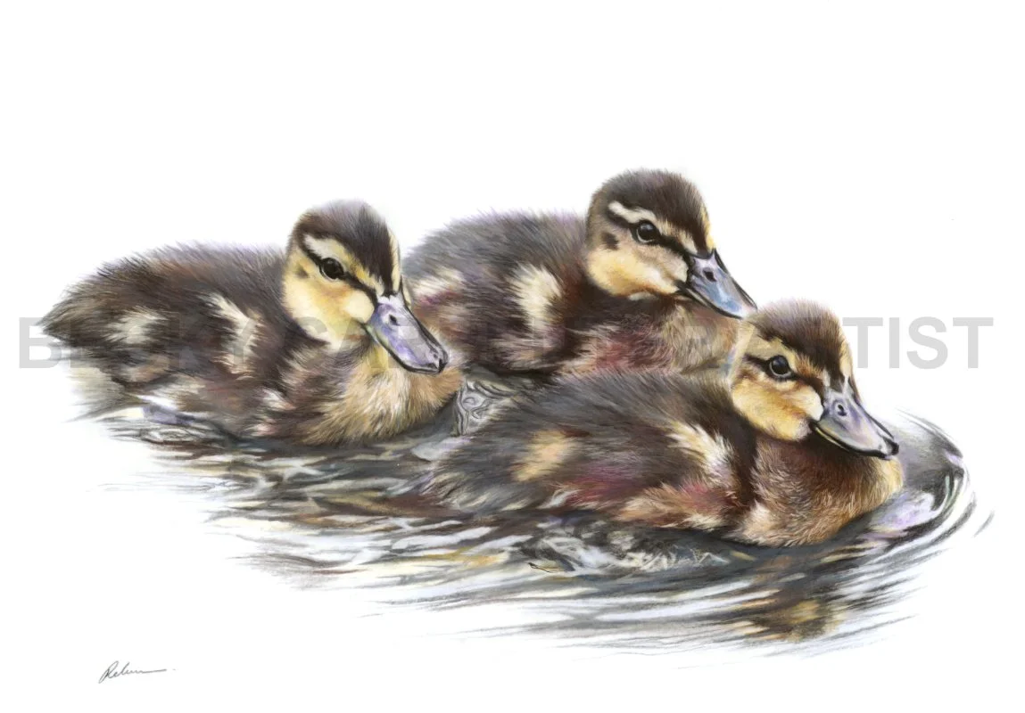 Ducklings (watermarked).jpg