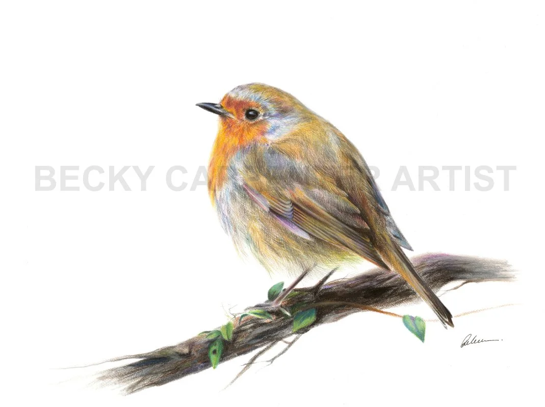Robin (watermarked).jpg