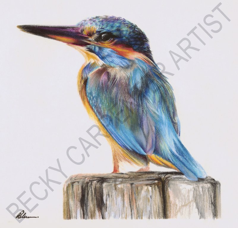 Kingfisher (Ready for WEBSITE).jpg