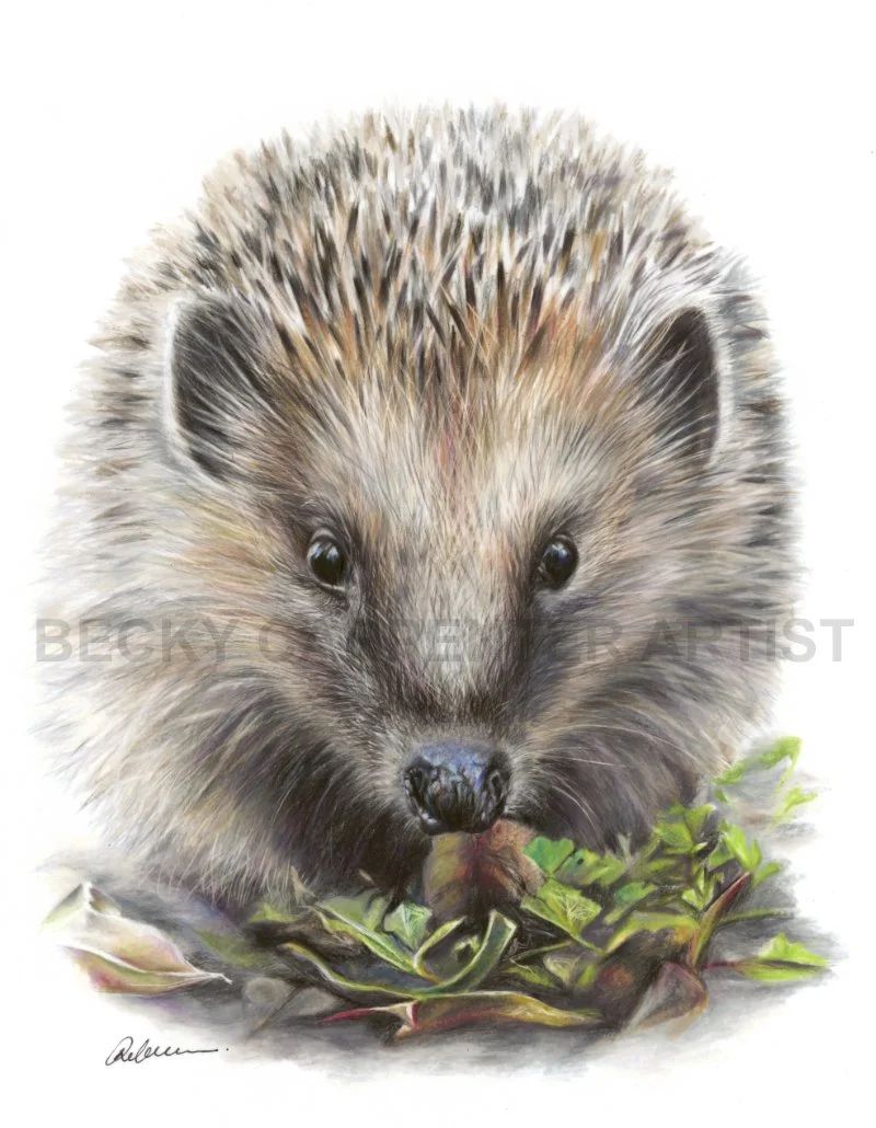 Hedgehog (watermarked).jpg