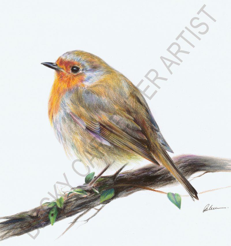 'Robin' Limited Edition Print