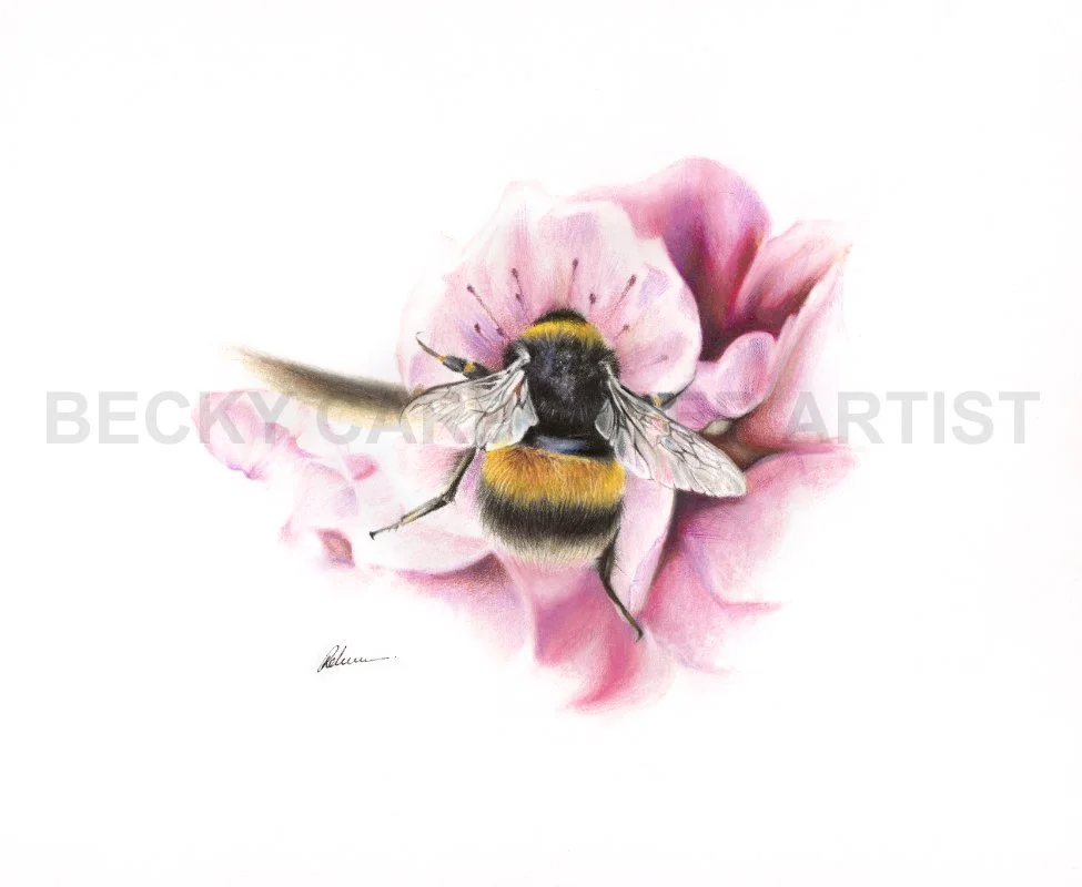 Bumblebee (watermarked).jpg