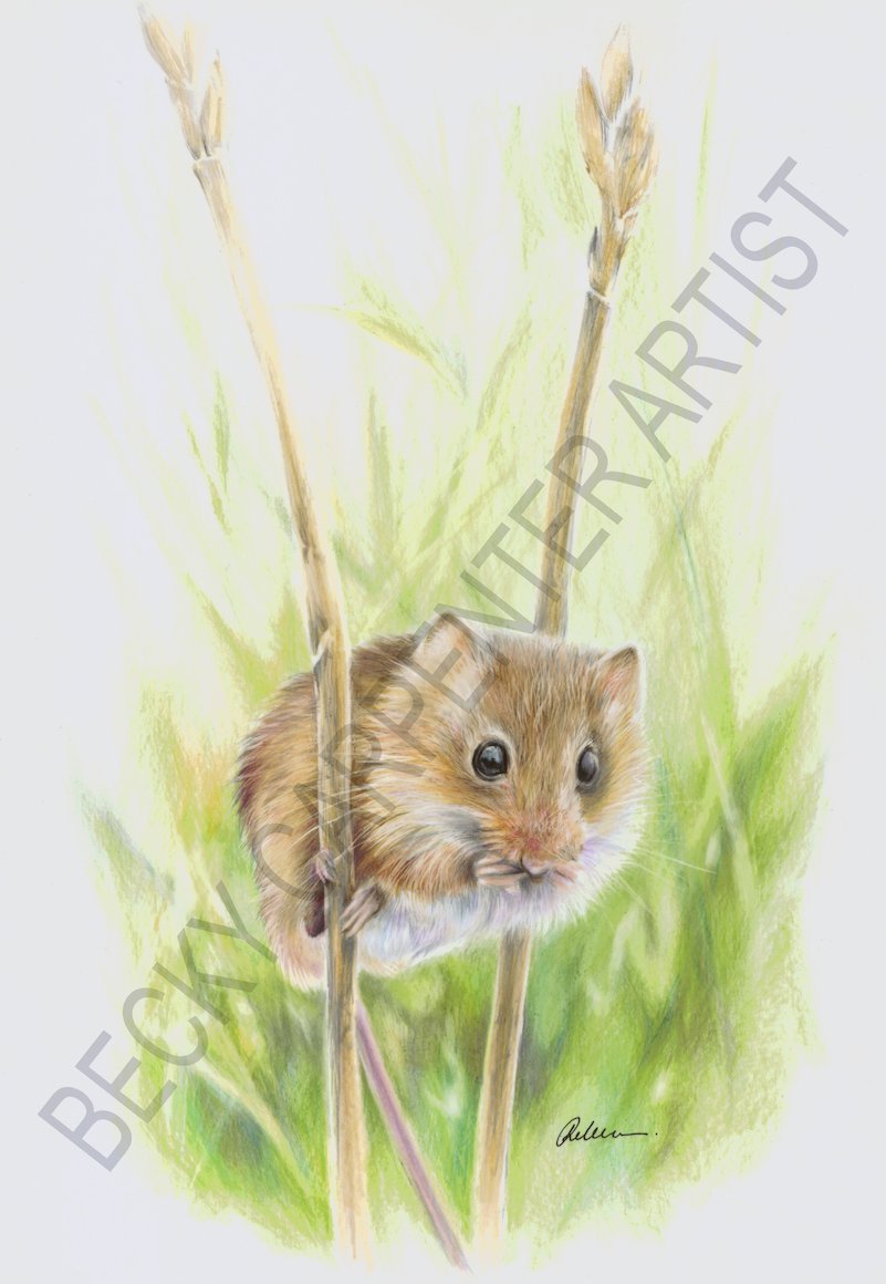 Field Mouse (Ready for WEBSITE).jpg