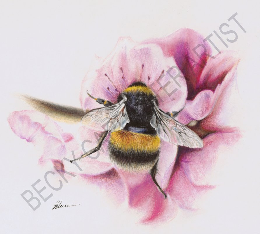 Bumblebee (Ready for WEBSITE).jpg