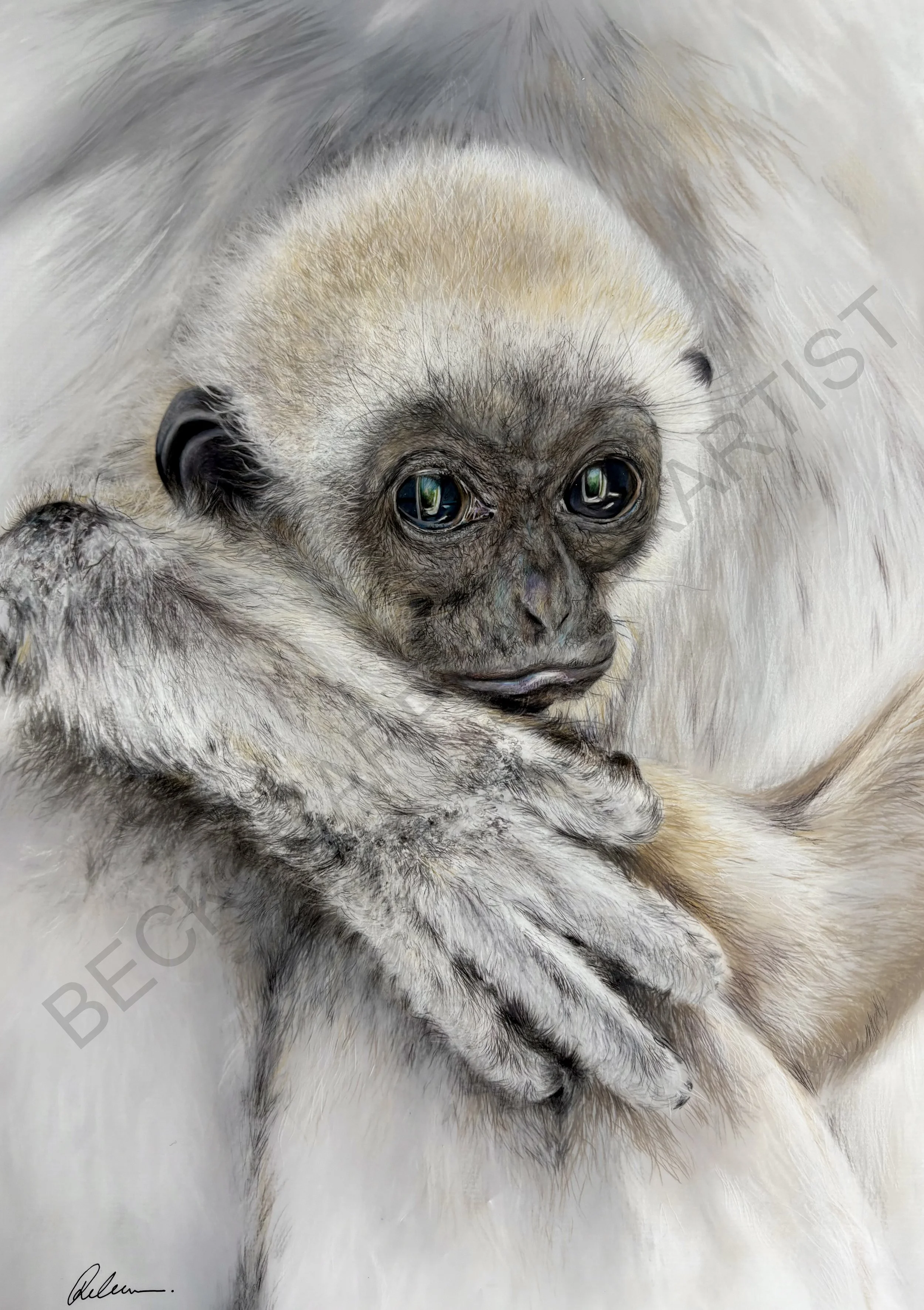 LAR GIBBON FOR WEBSITE.jpg
