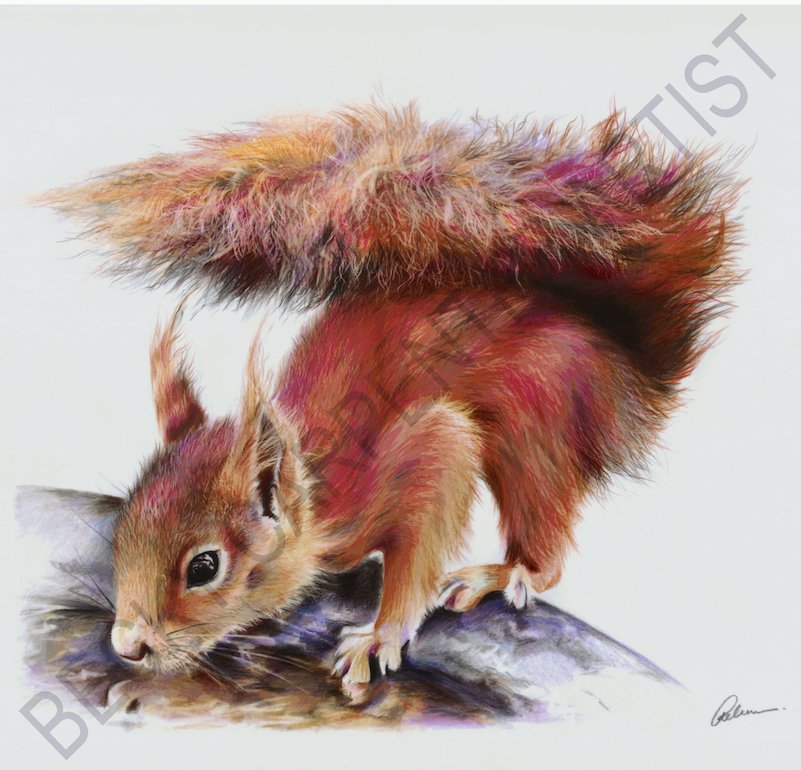 Red Squirrel (Ready for WEBSITE).jpg