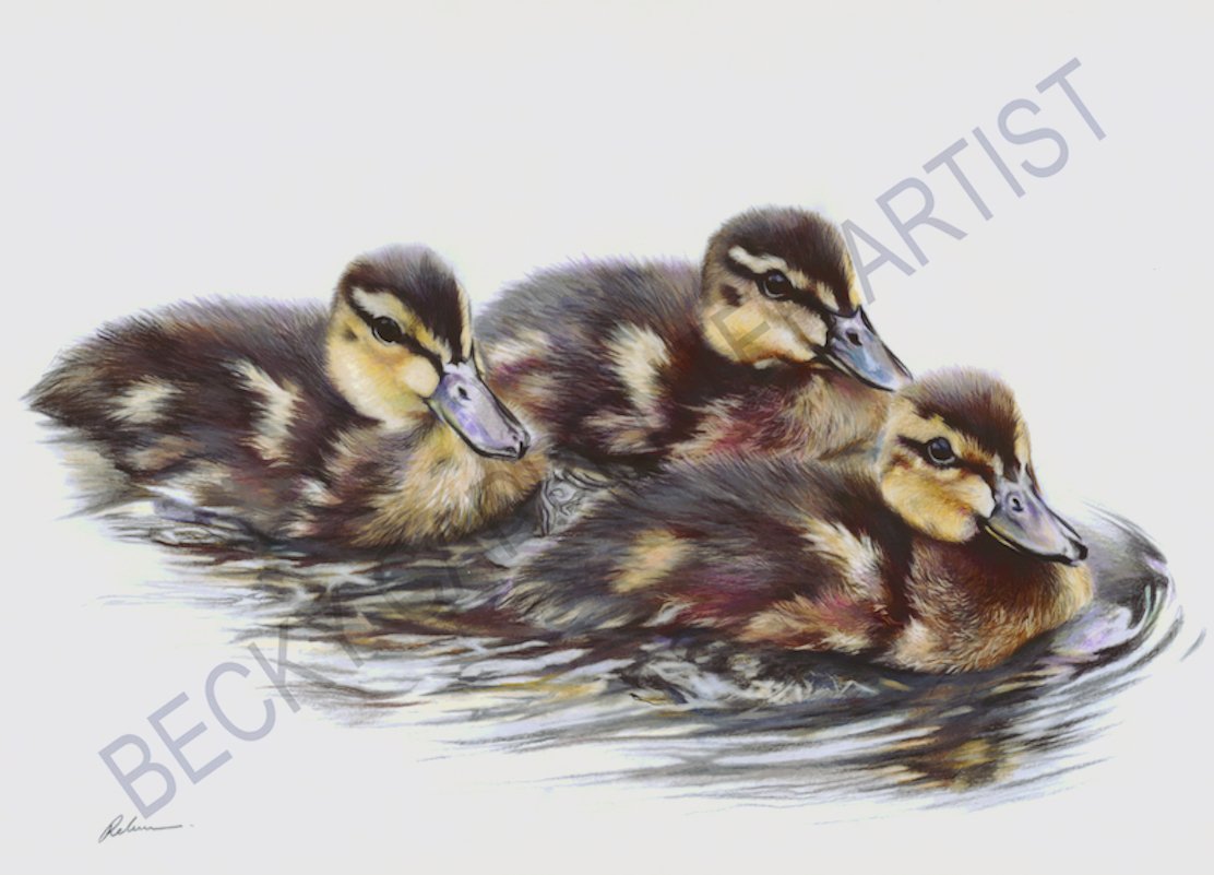Ducklings (Ready for WEBSITE).jpg