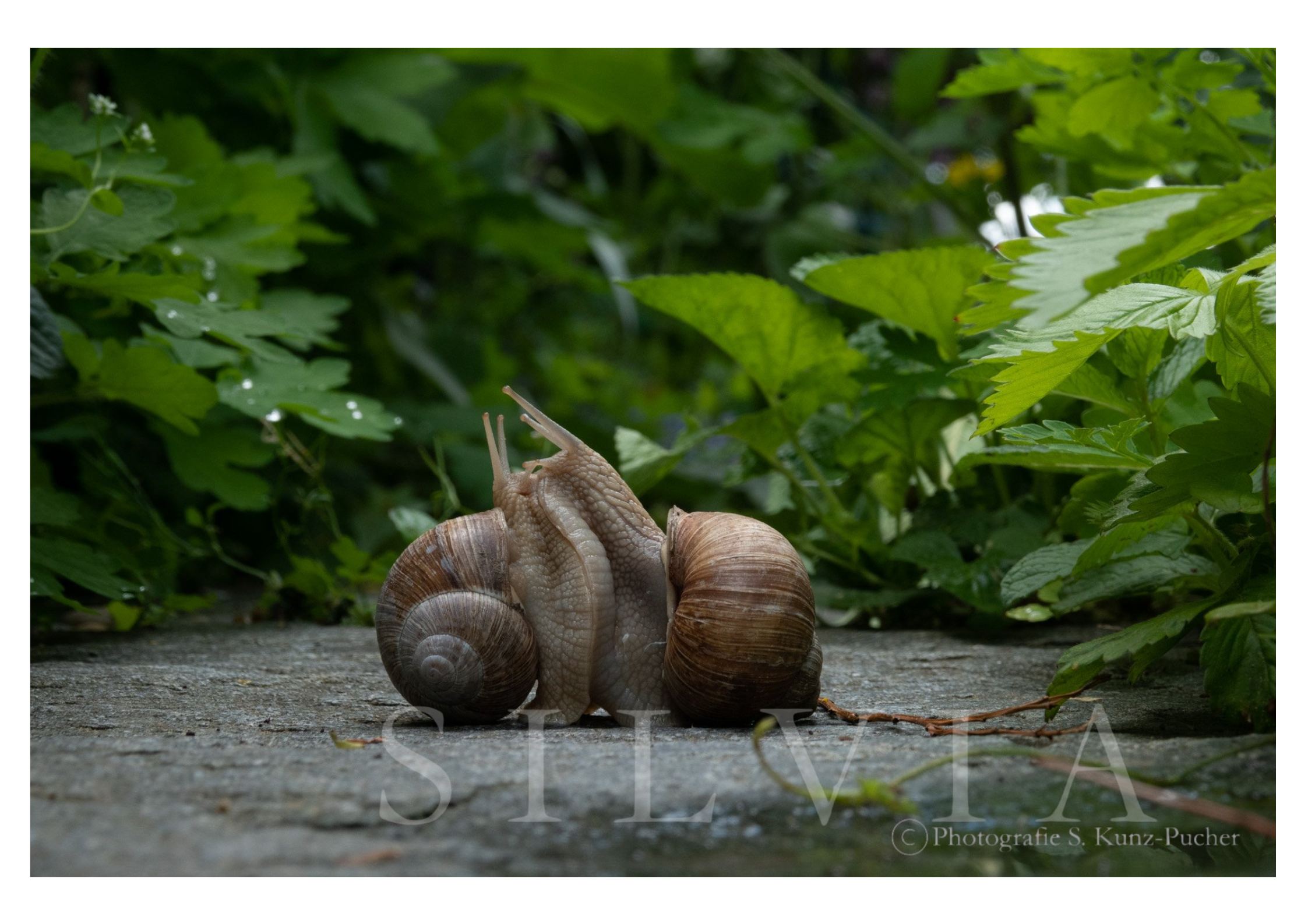 Escargots d’amour, Schweiz, 2019