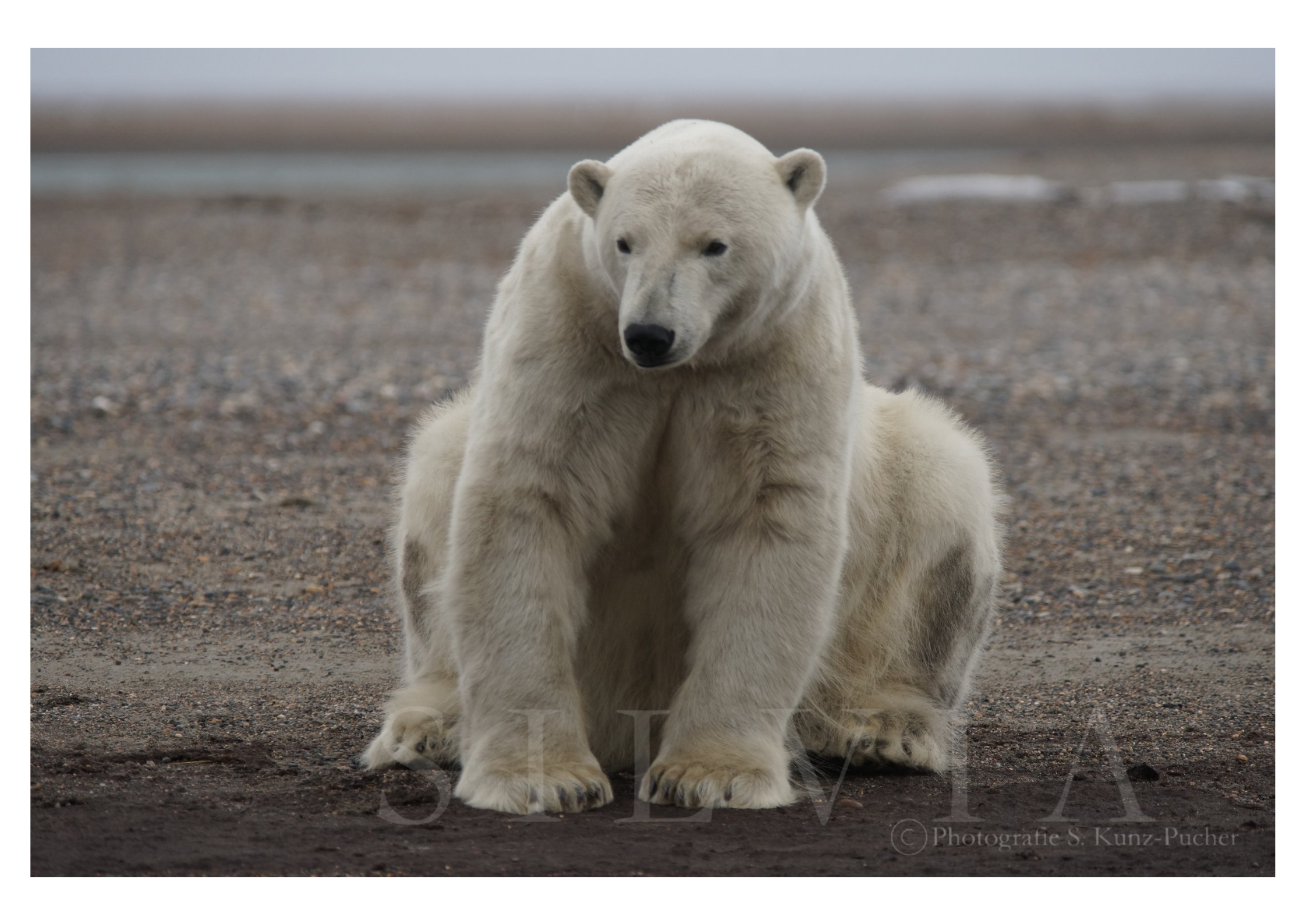 Polar Bear, Alaska, 2013