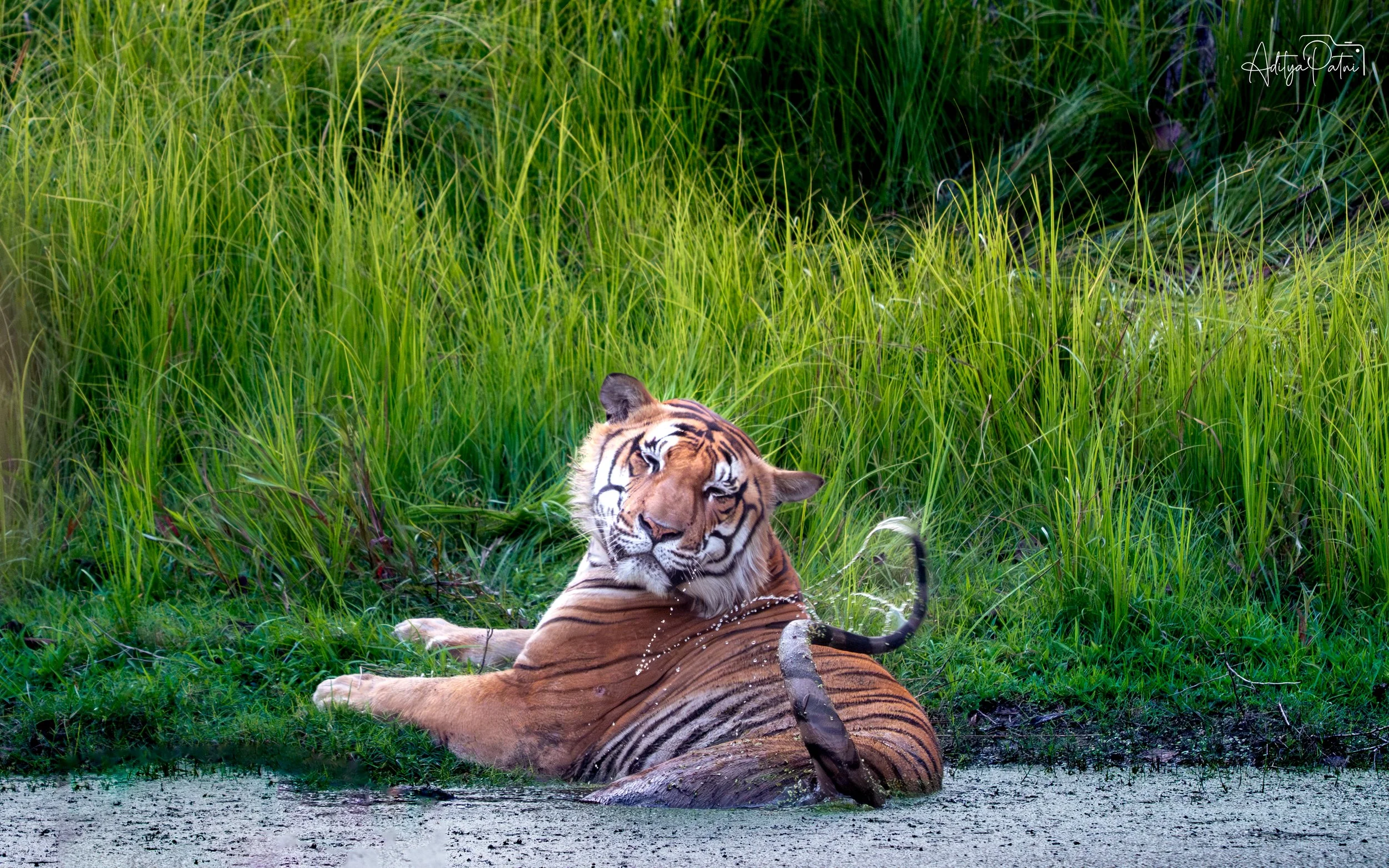 Pilibhit Tiger Reserve
