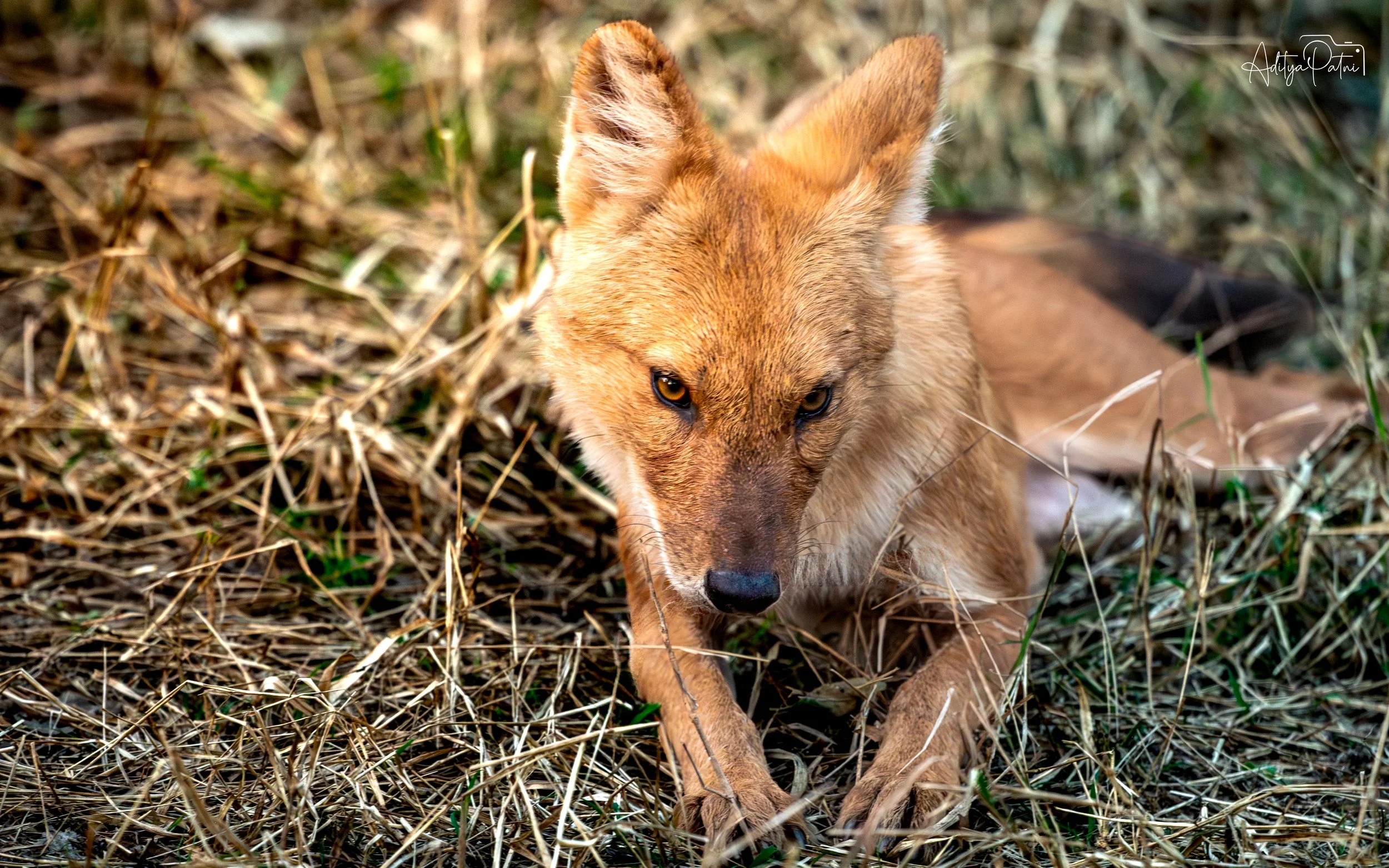 DSC_1668.jpg