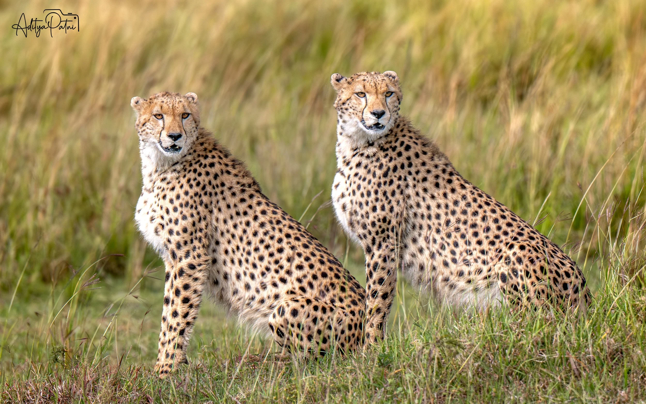Masai Mara