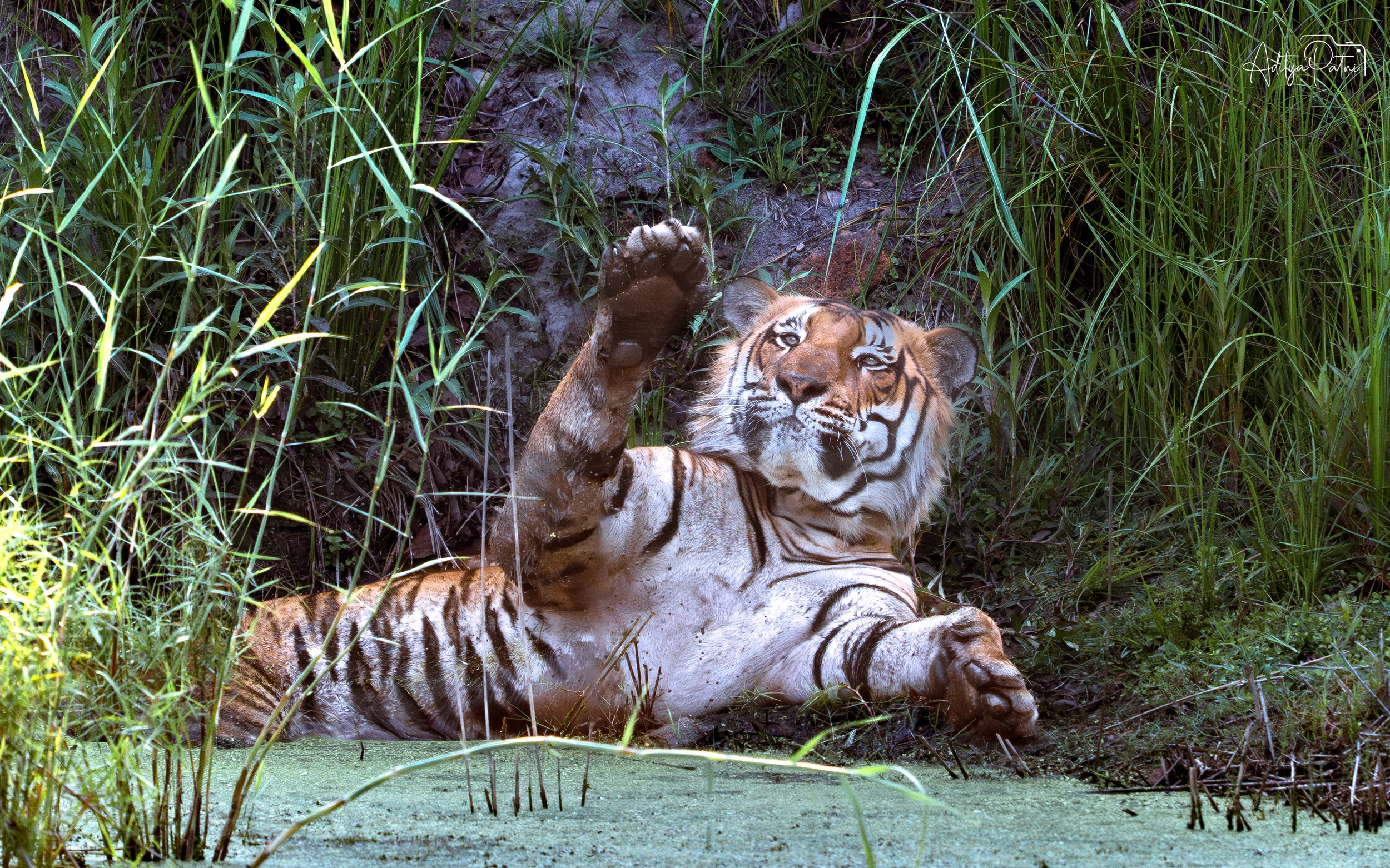 Pilibhit Tiger Reserve