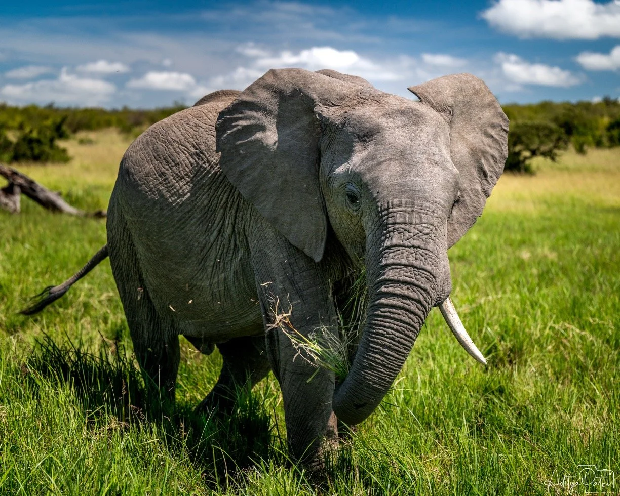 Elephant masai.jpg