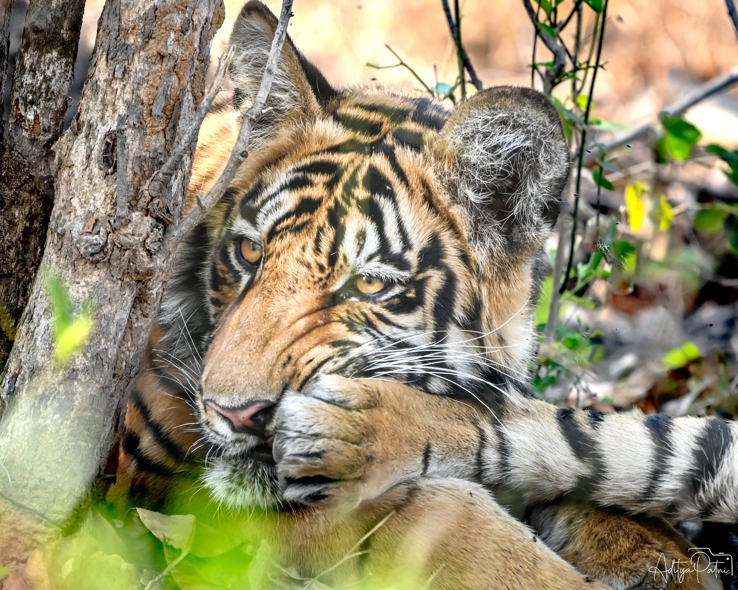 Tadoba