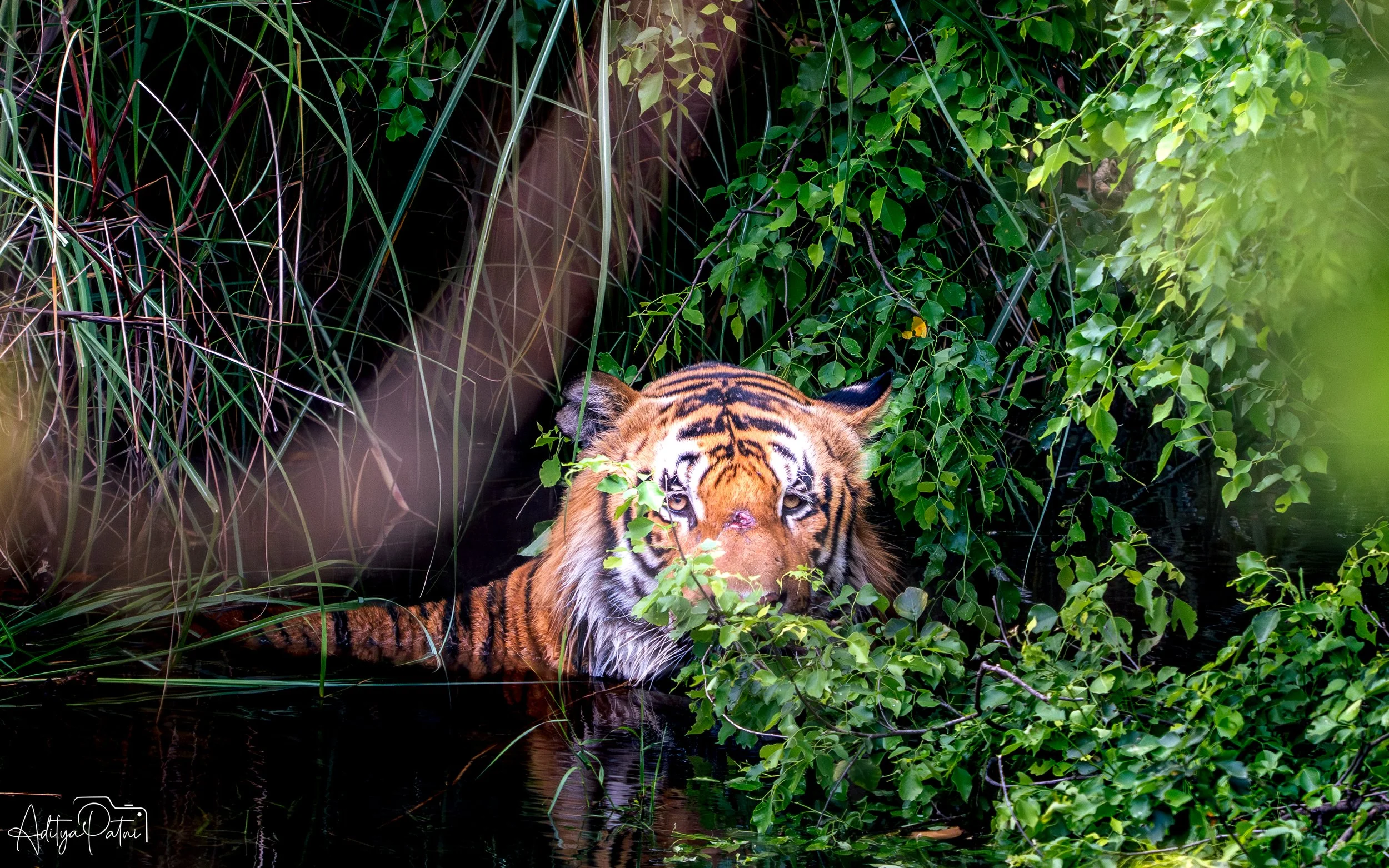 Pilibhit Tiger Reserve - S3