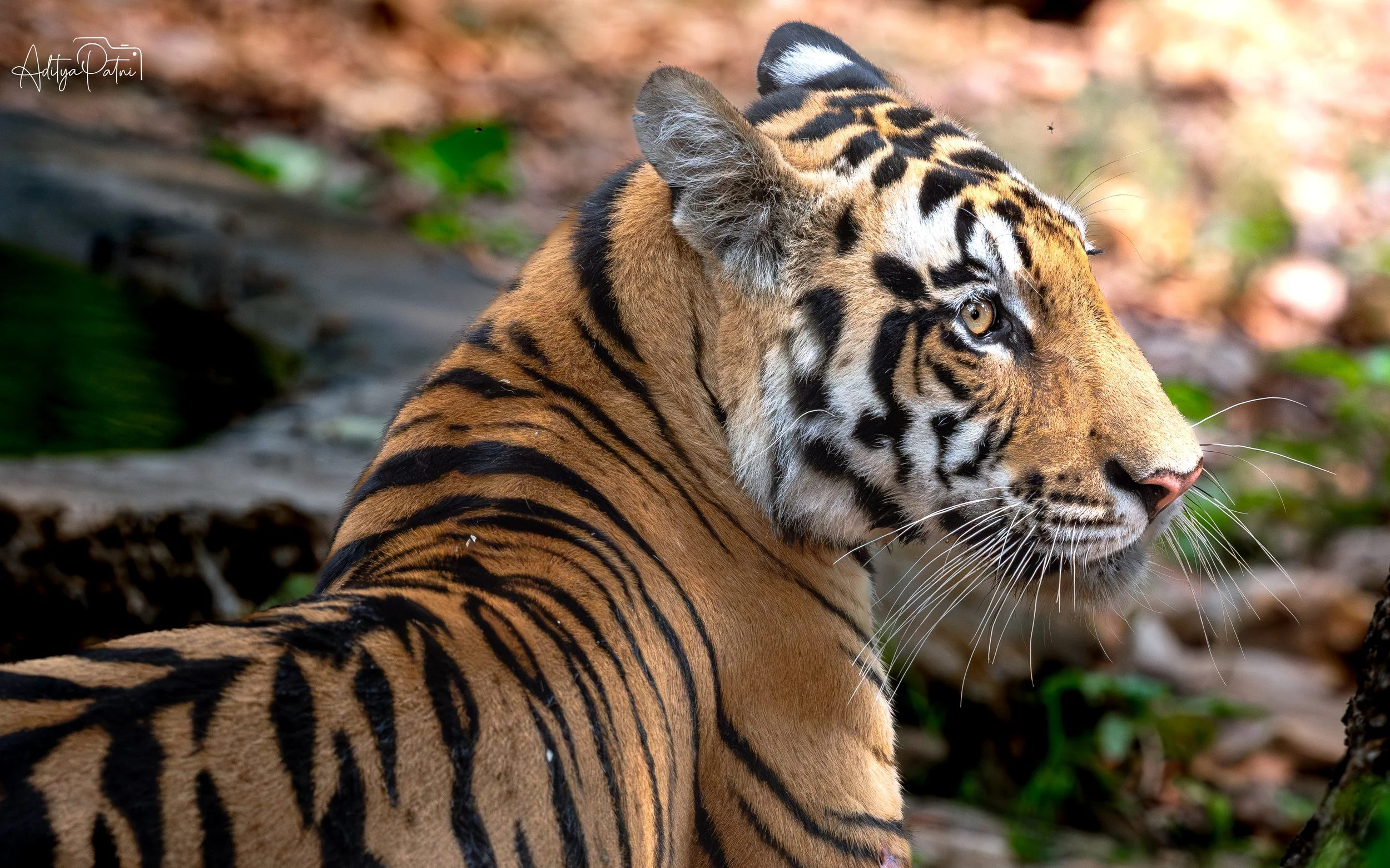Kanha