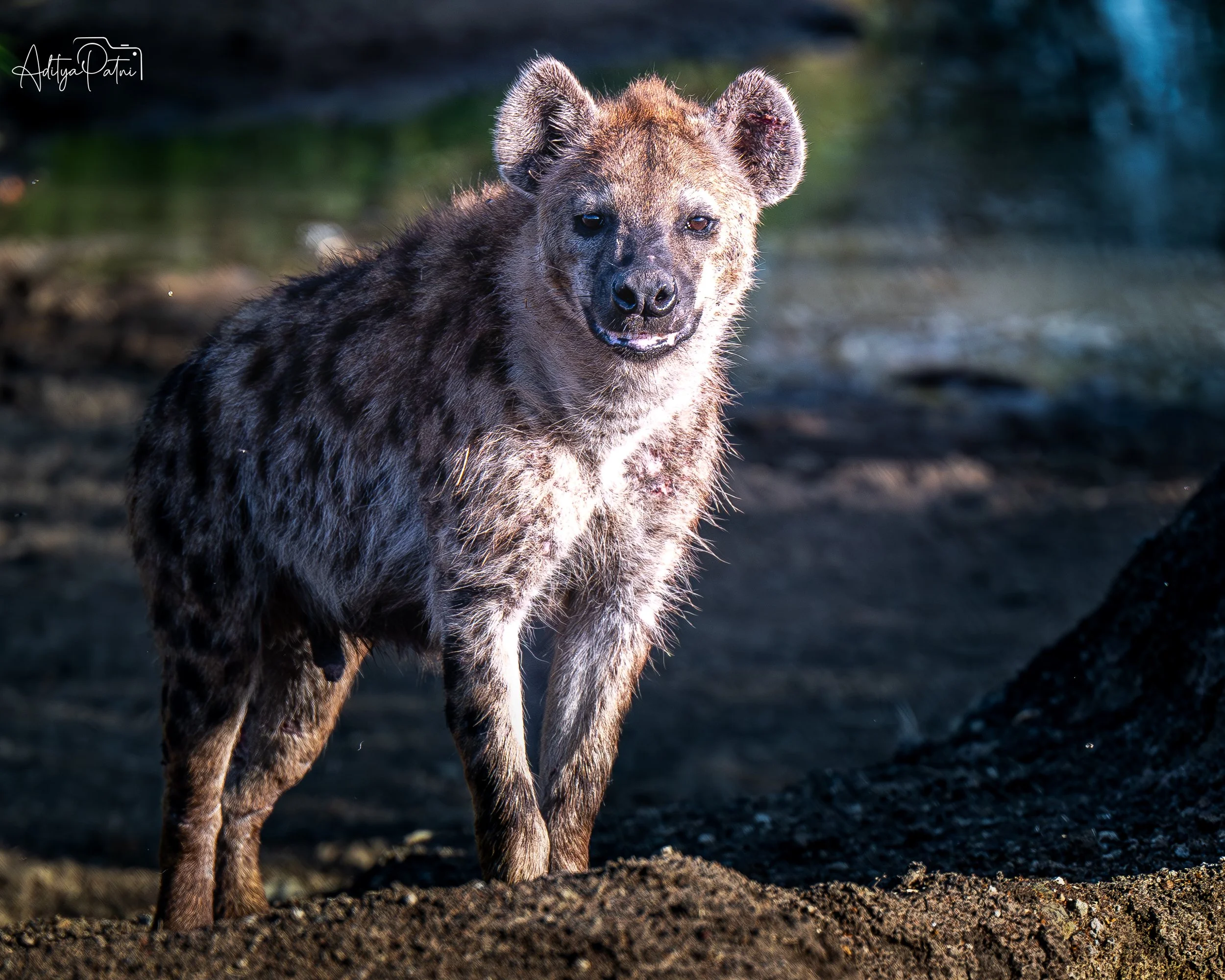 _NZ80137-3.jpg