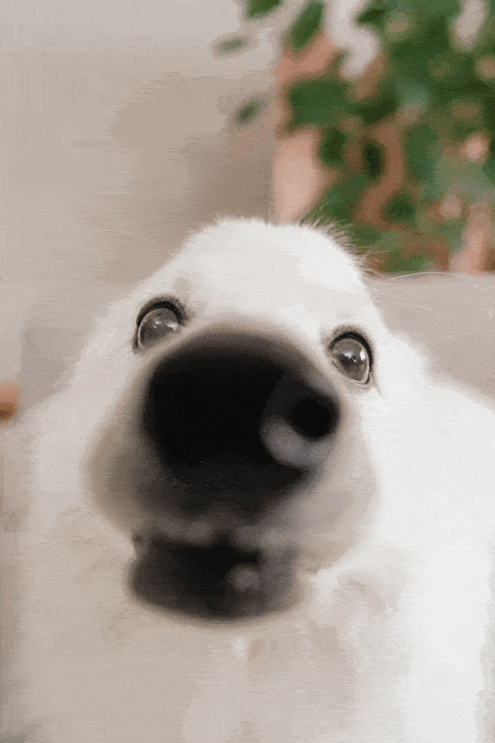 Close-up of a white puppy with a black nose, looking directly into the camera with a curious expression, with blurred green leaves in the background.