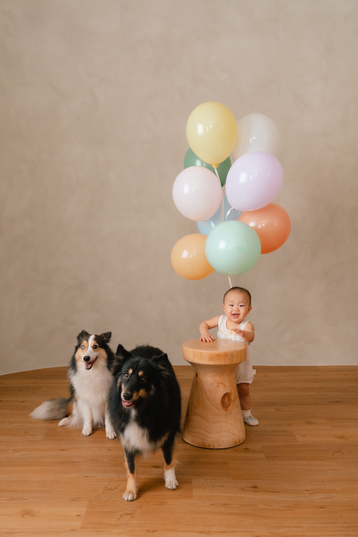 A smiling baby standing next to a small wooden stool with a bunch of pastel-colored balloons tied above, accompanied by two Shetland Sheepdogs sitting on a wooden floor in front of a plain beige wall.