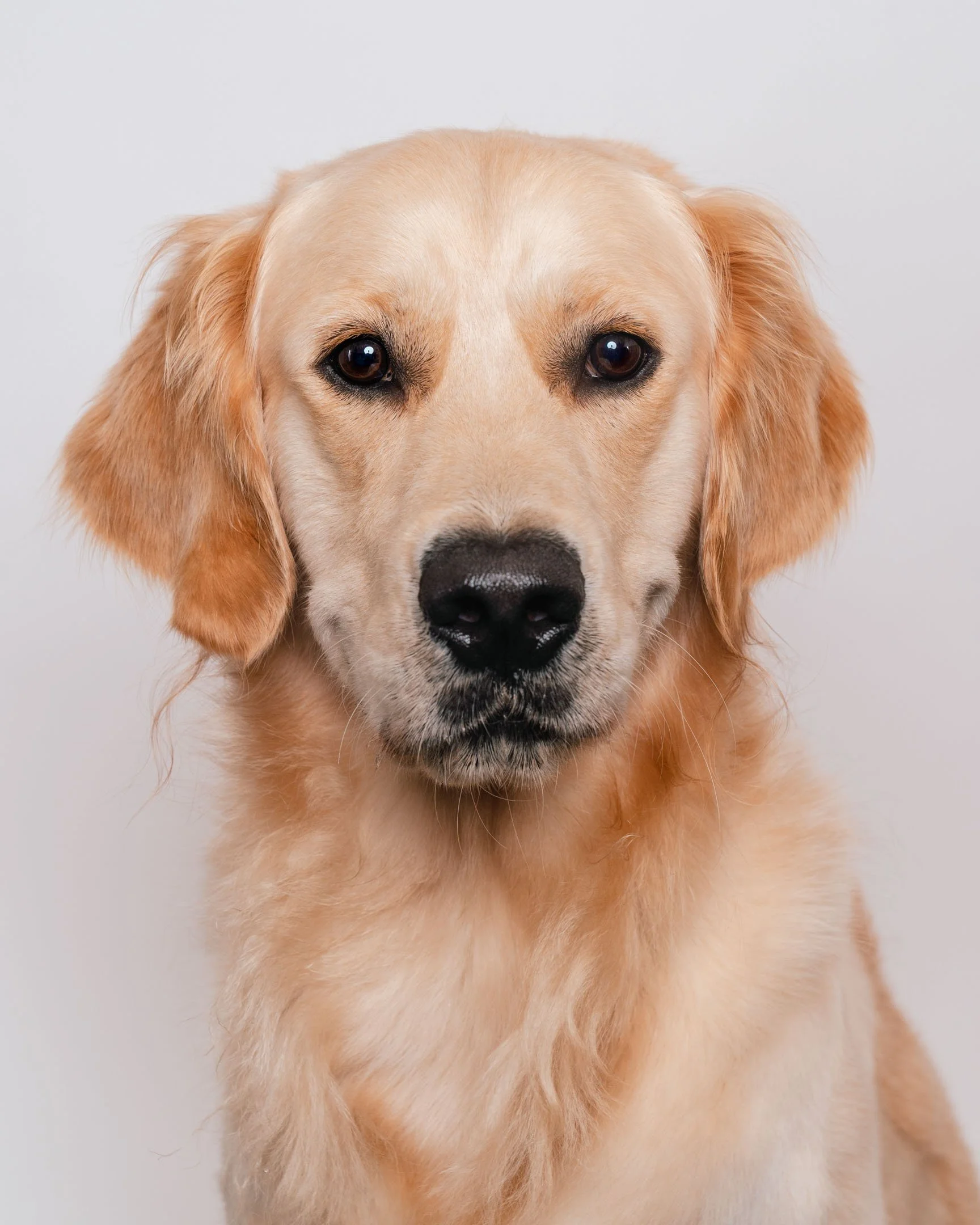 Paw-487.jpg