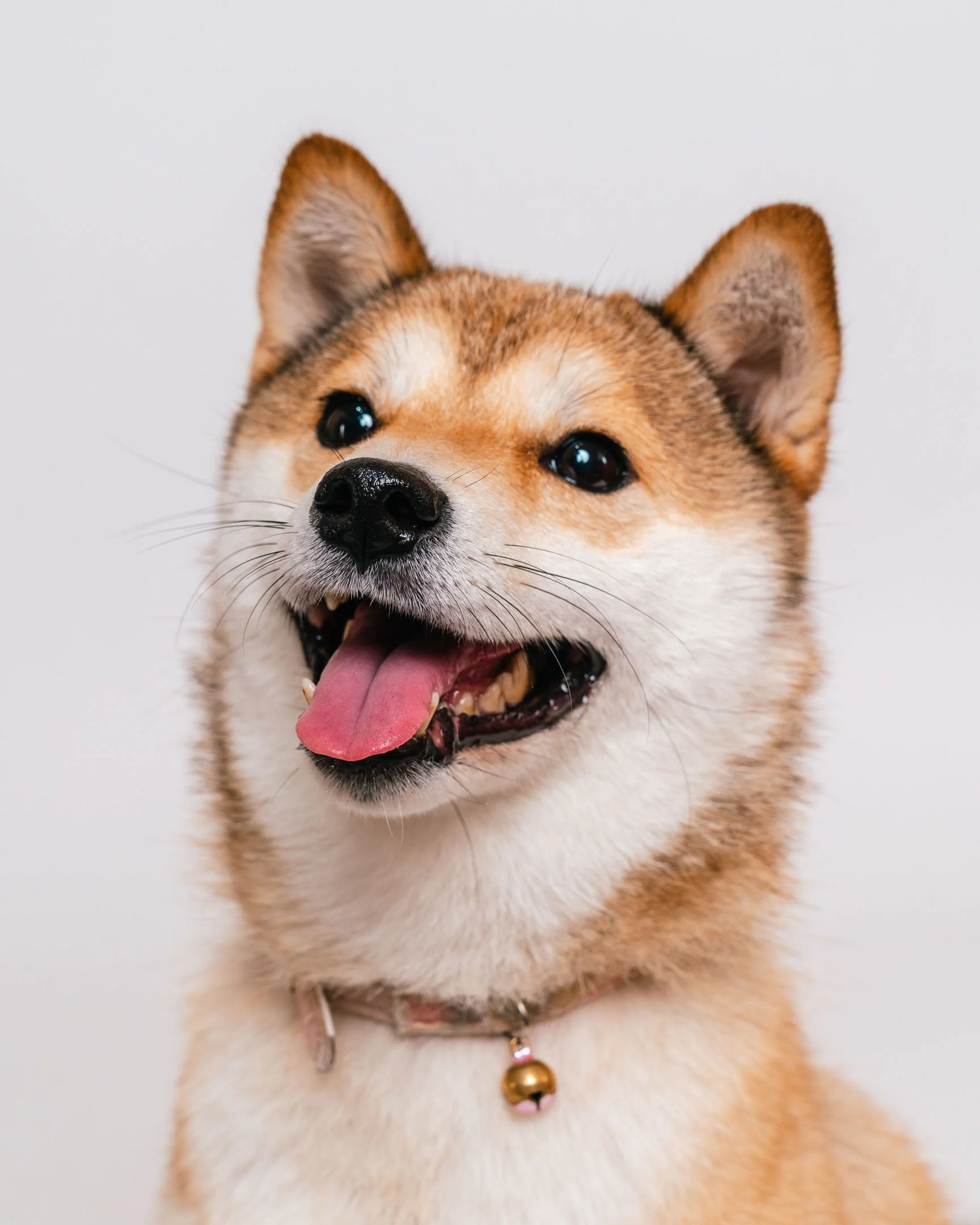Paw-21.jpg