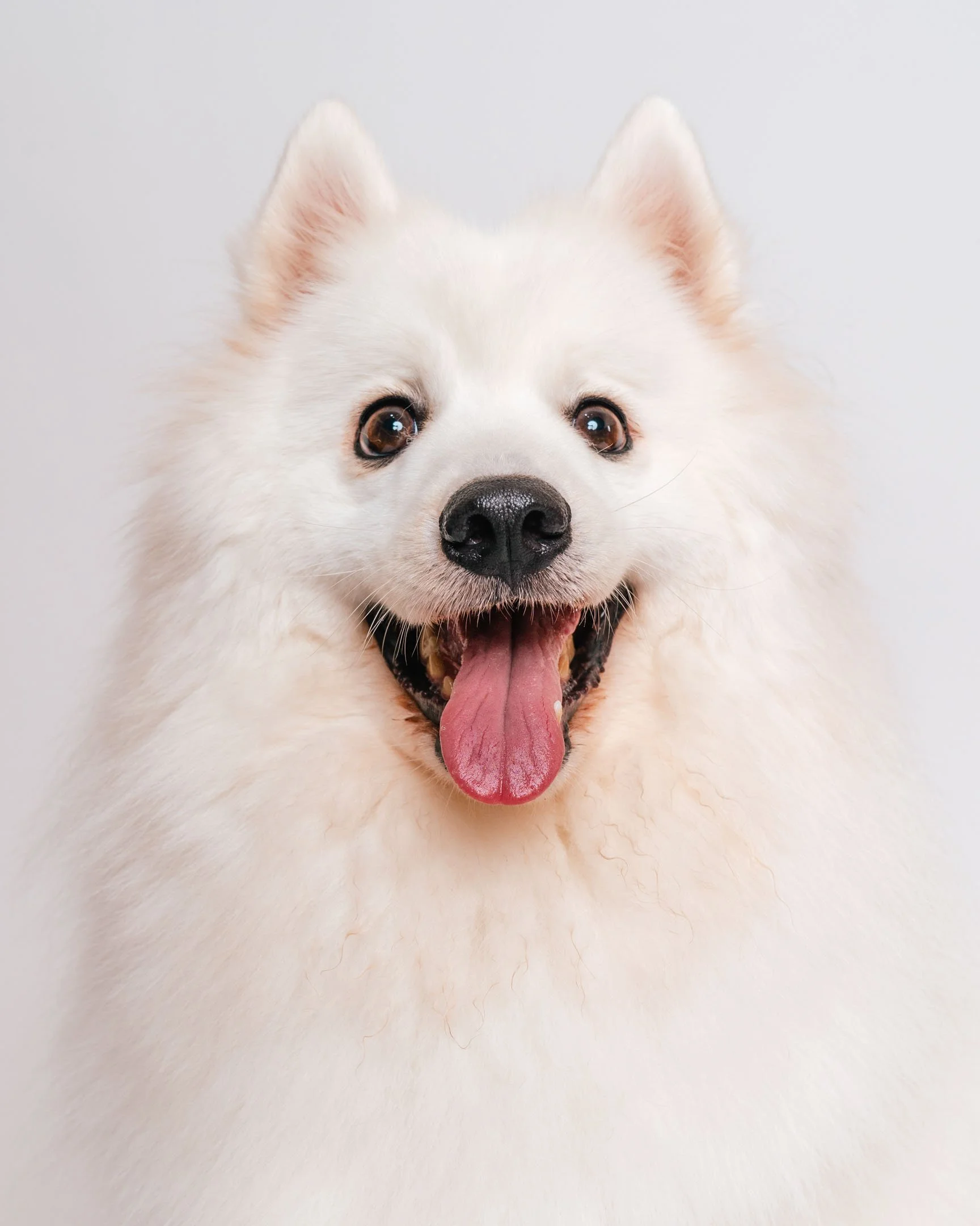 Paw-11.jpg