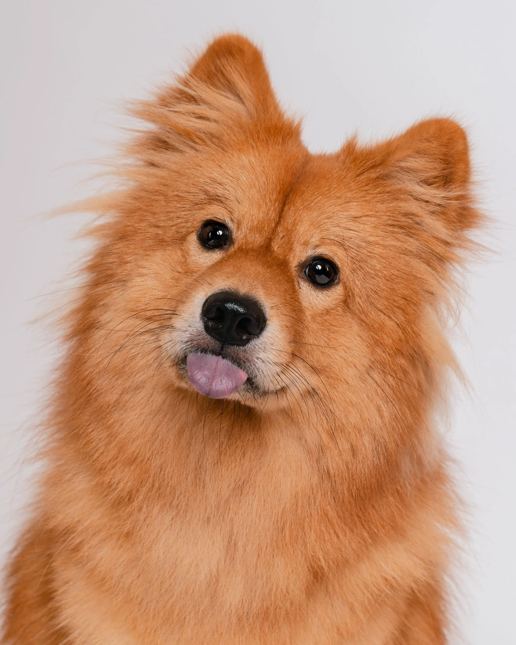 Paw-203.jpg