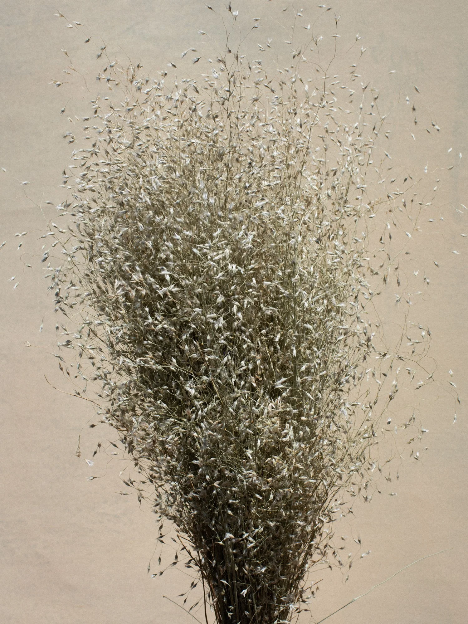 Indian Ricegrass Detail.jpg