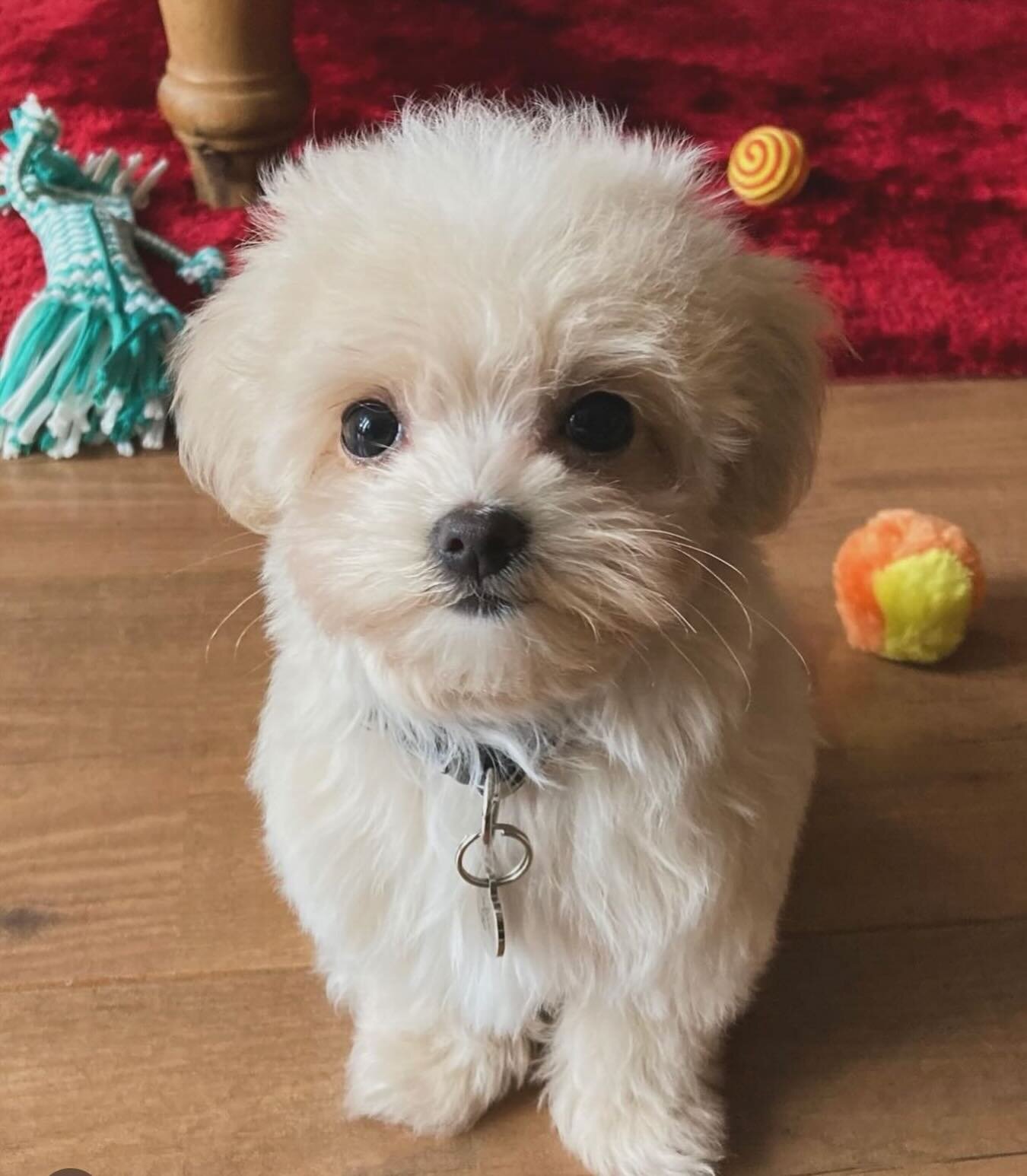 We&rsquo;re not just about foxes, we love the doggies too. How could we not&hellip;.look at @eadiebear_minimaltipoo , officially the cutest dog in the world and our tiniest customer so far. We love you Eadie, and all the doggies. 🐶❤️🐶❤️🐶