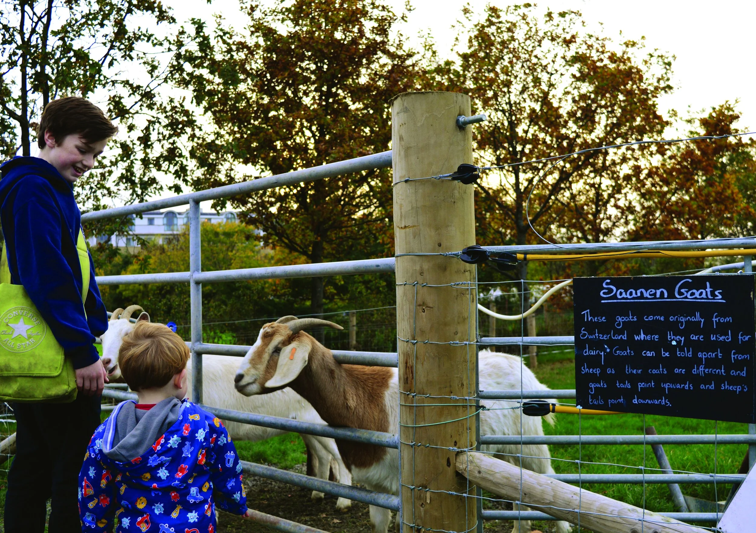 SQ_kids and goats (1 of 1).jpg