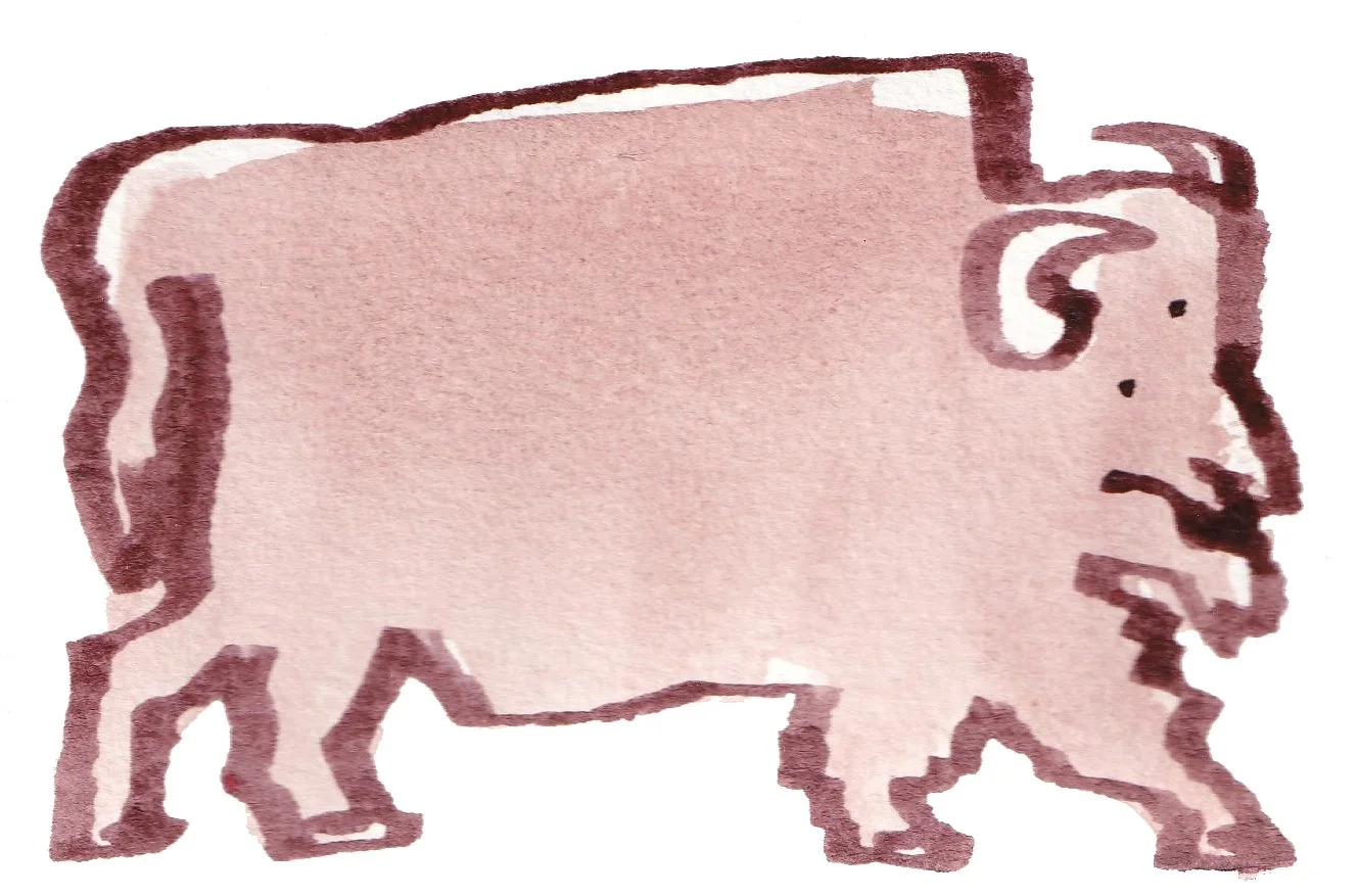 bisonmay2026.jpg