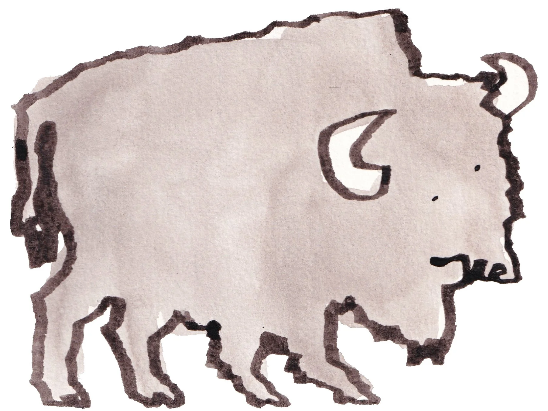 bison2may2026.jpg