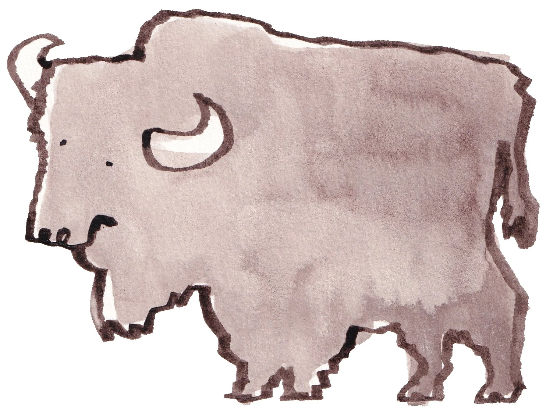 bisonmay2026.jpg