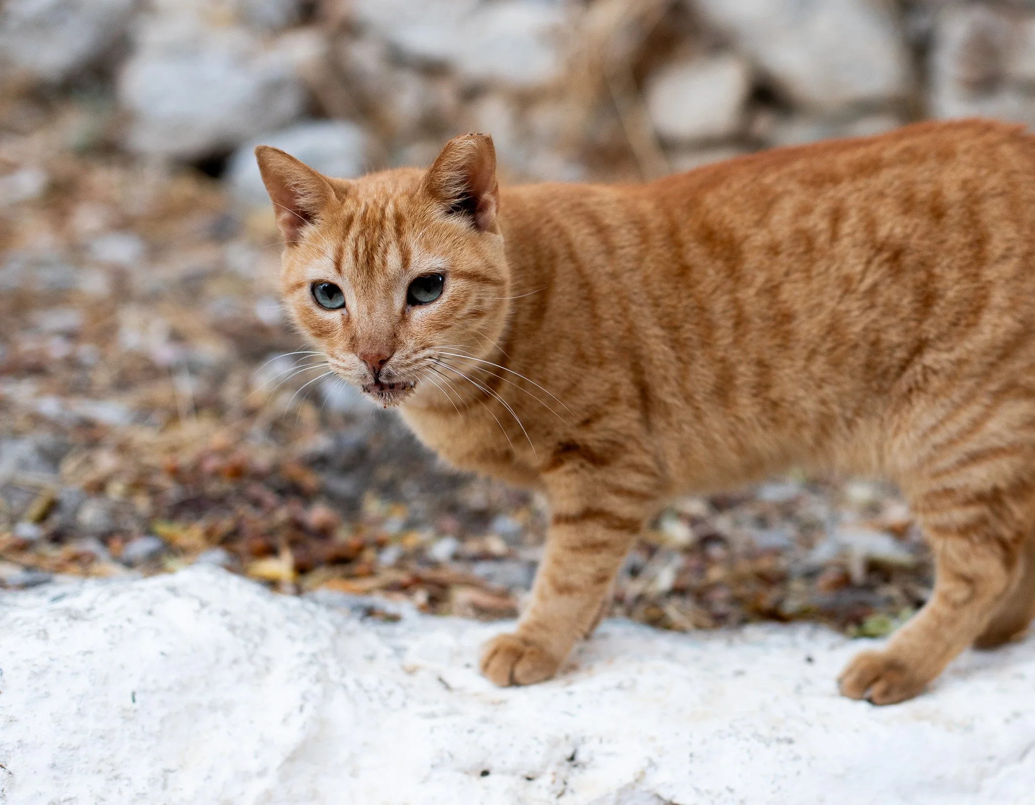 Halki_26_083.jpg