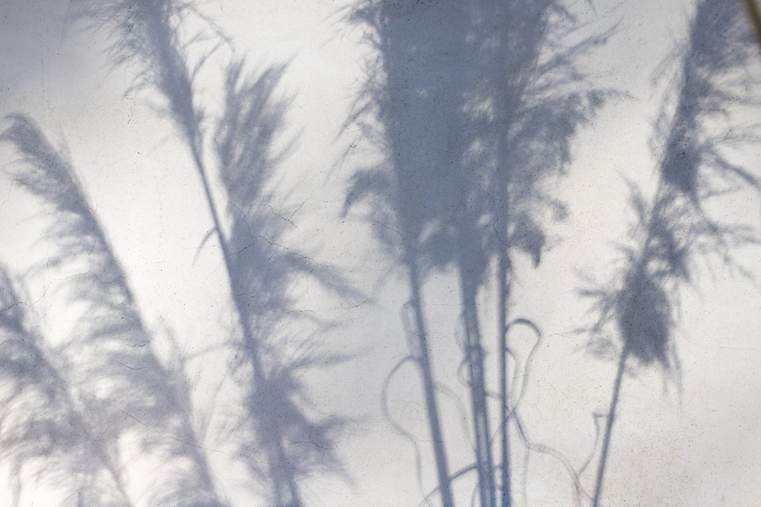 Shadows of trees cast on a white textured surface.