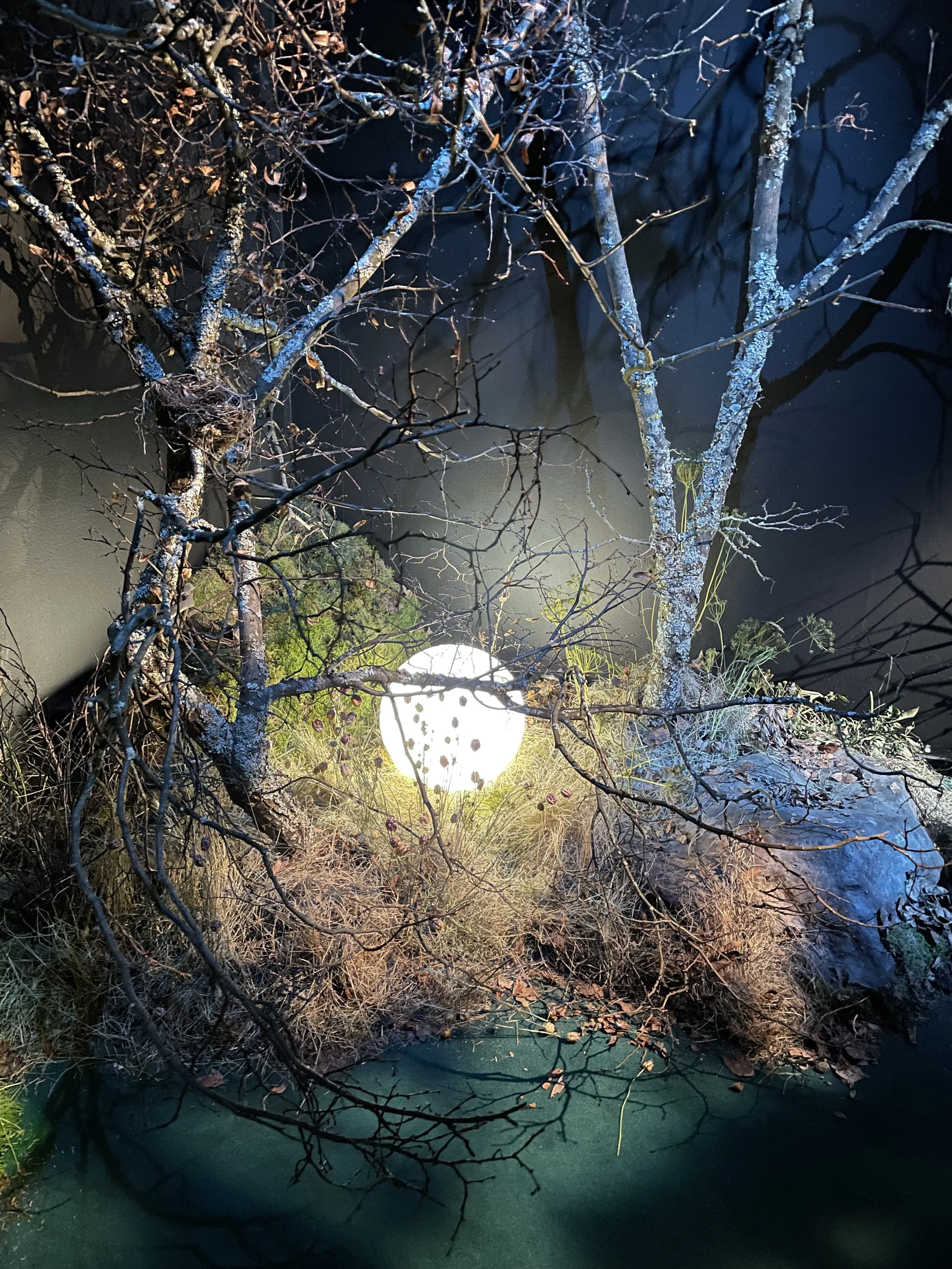 Fotografiska "In Bloom" exhibition