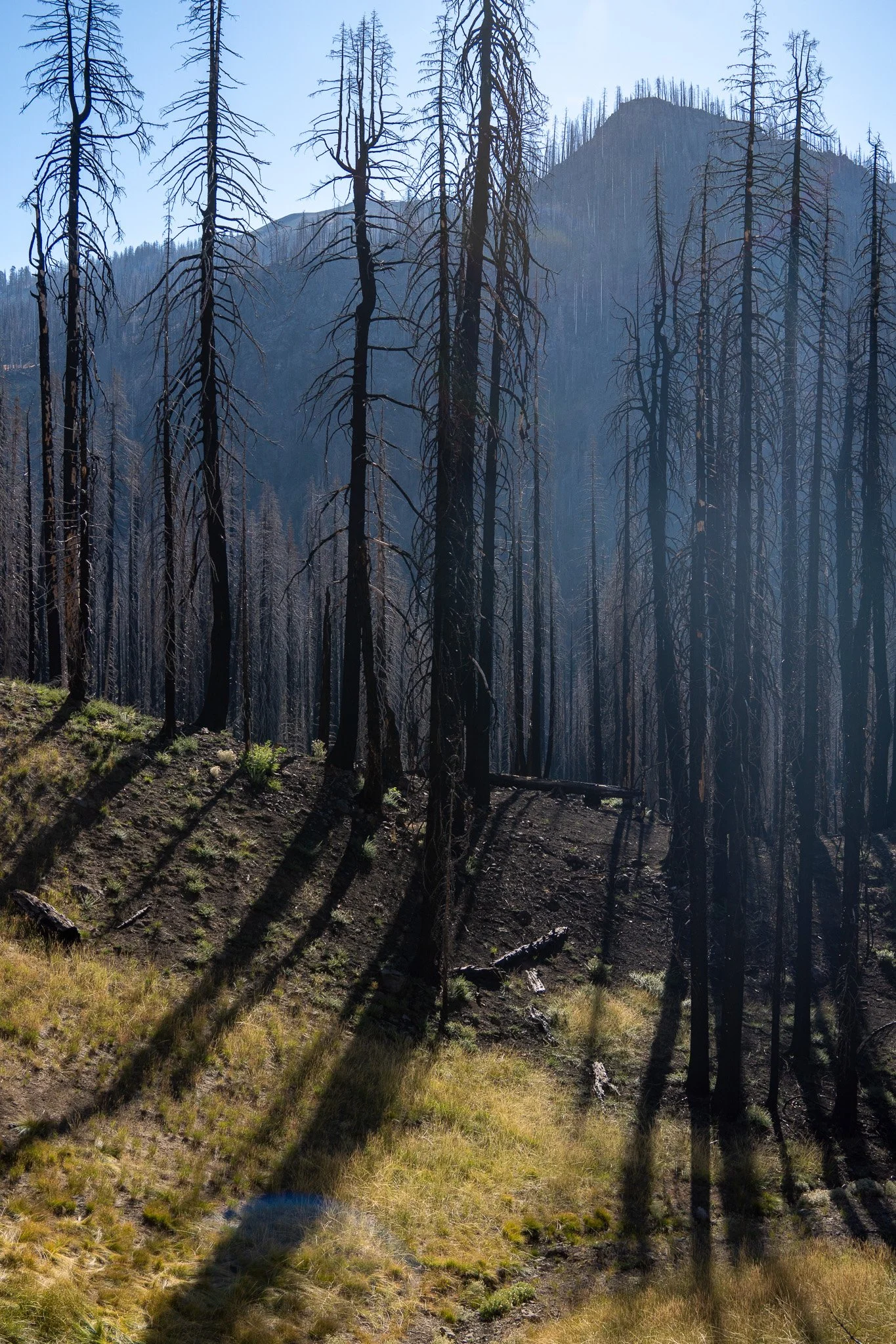 burned forest in sunbeams, lassen volcanic national park, usa.jpg