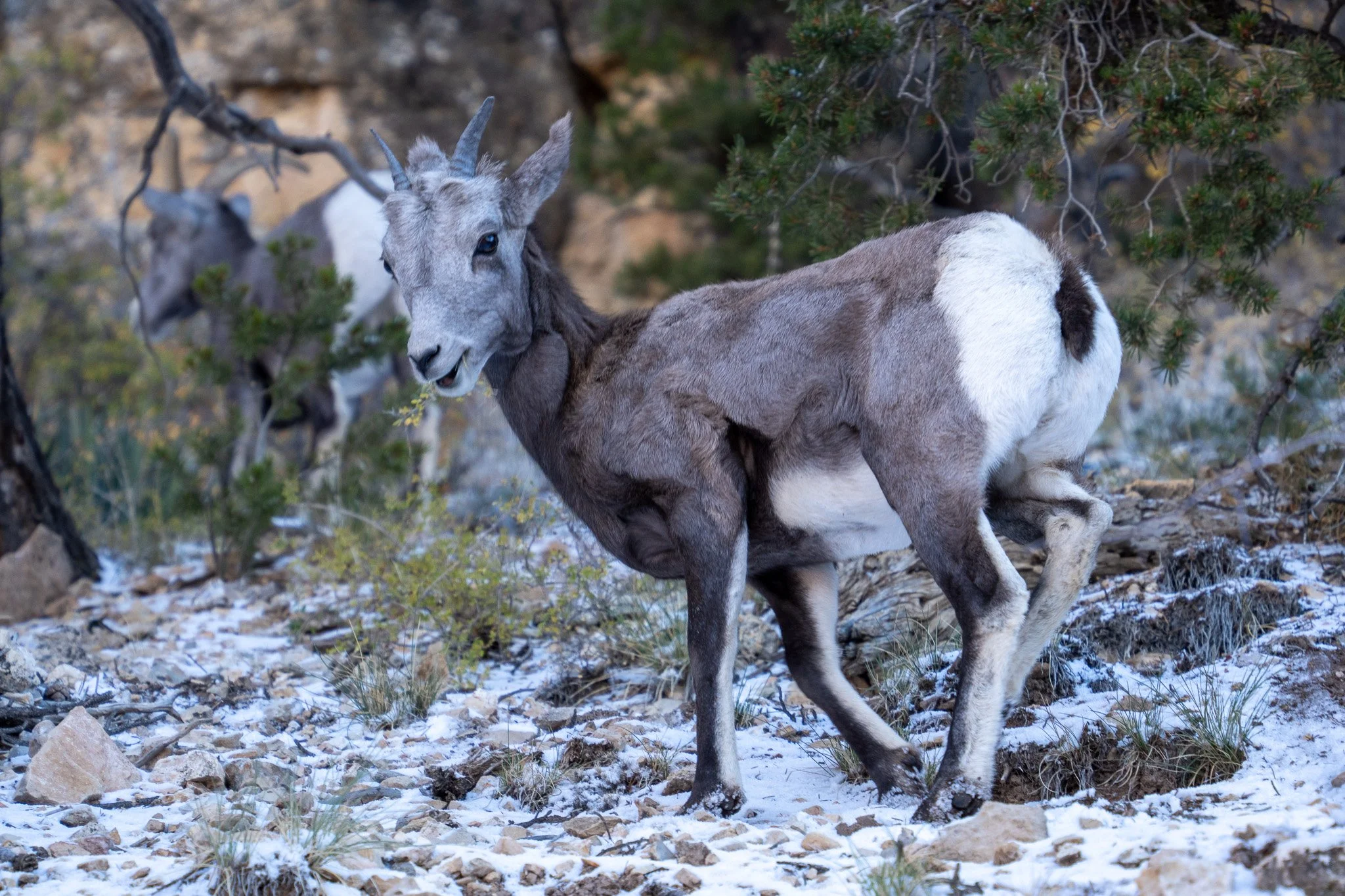 bighorn sheep walking in snow, grand canyon, usa.jpg