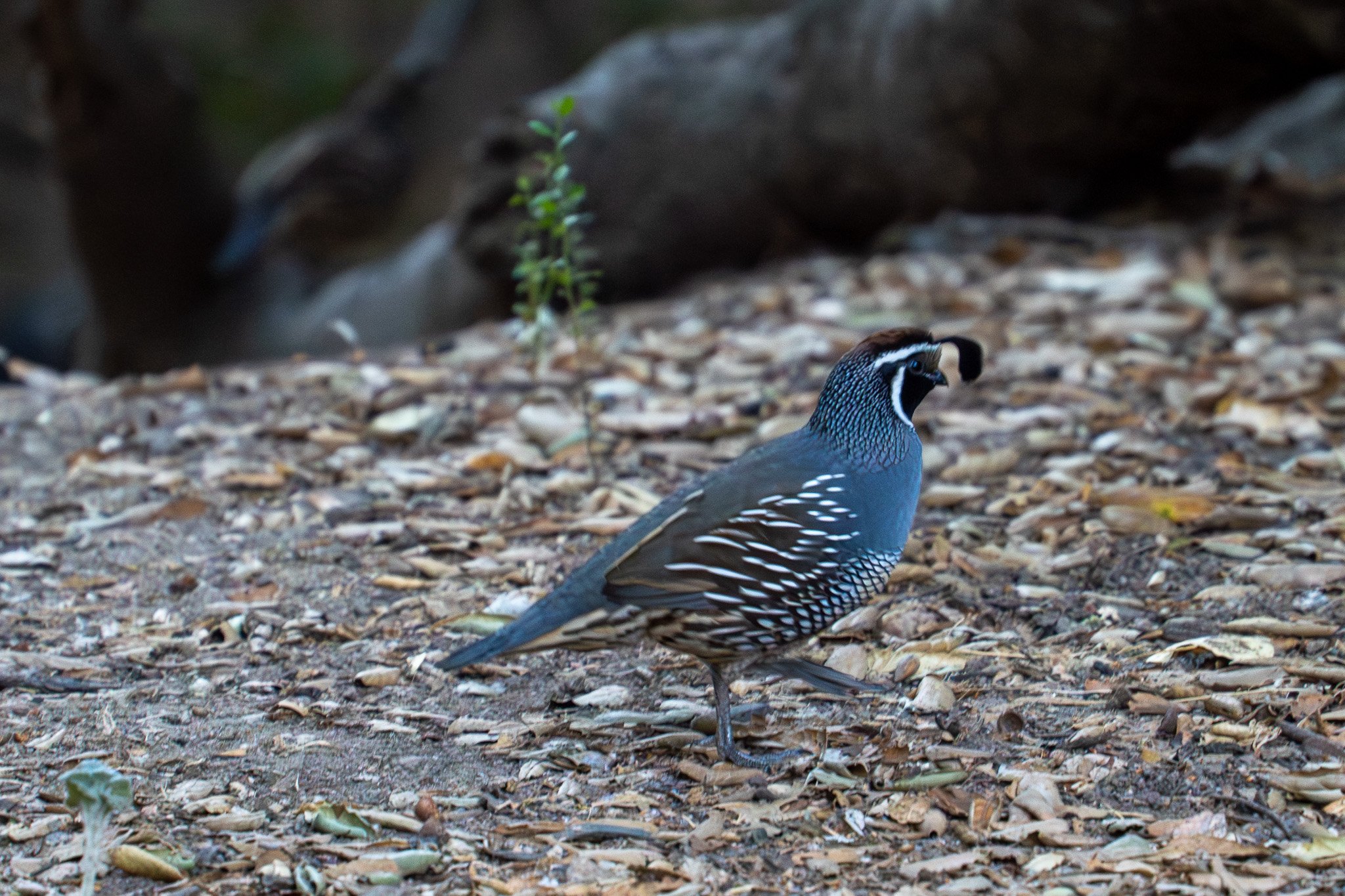 close up of quail pinnacles, california, usa.jpg