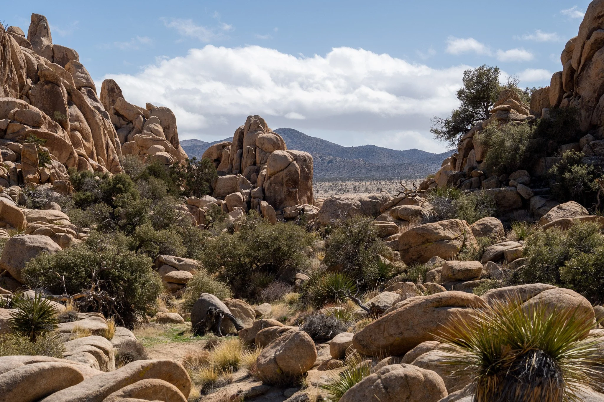 rocky view, joshua tree, california, usa.jpg