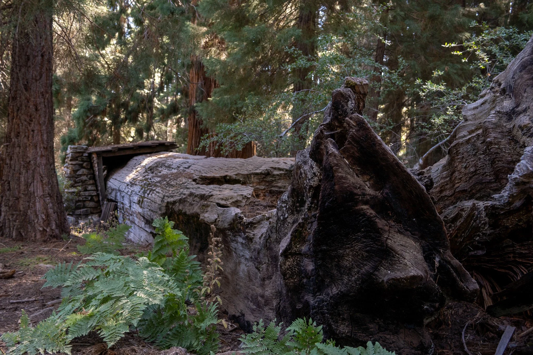 hollowed out tree, sequoia, california, usa.jpg